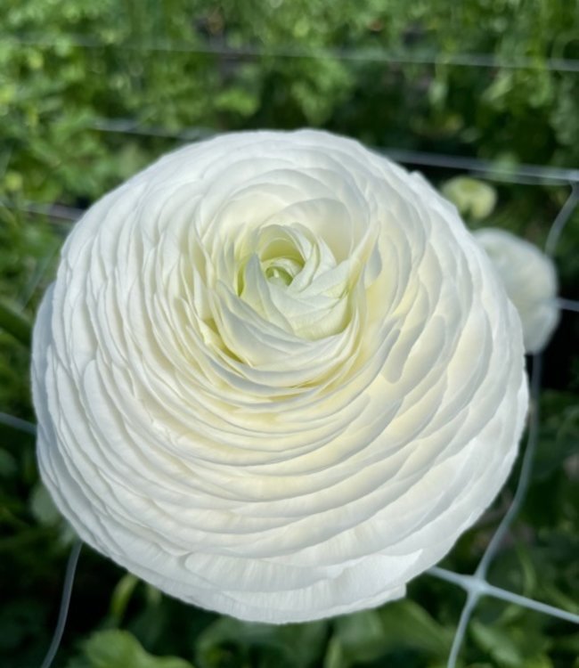 Ranunculus 'Bianco'