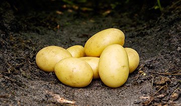 Kartoffel, Santera - 1,5 kg