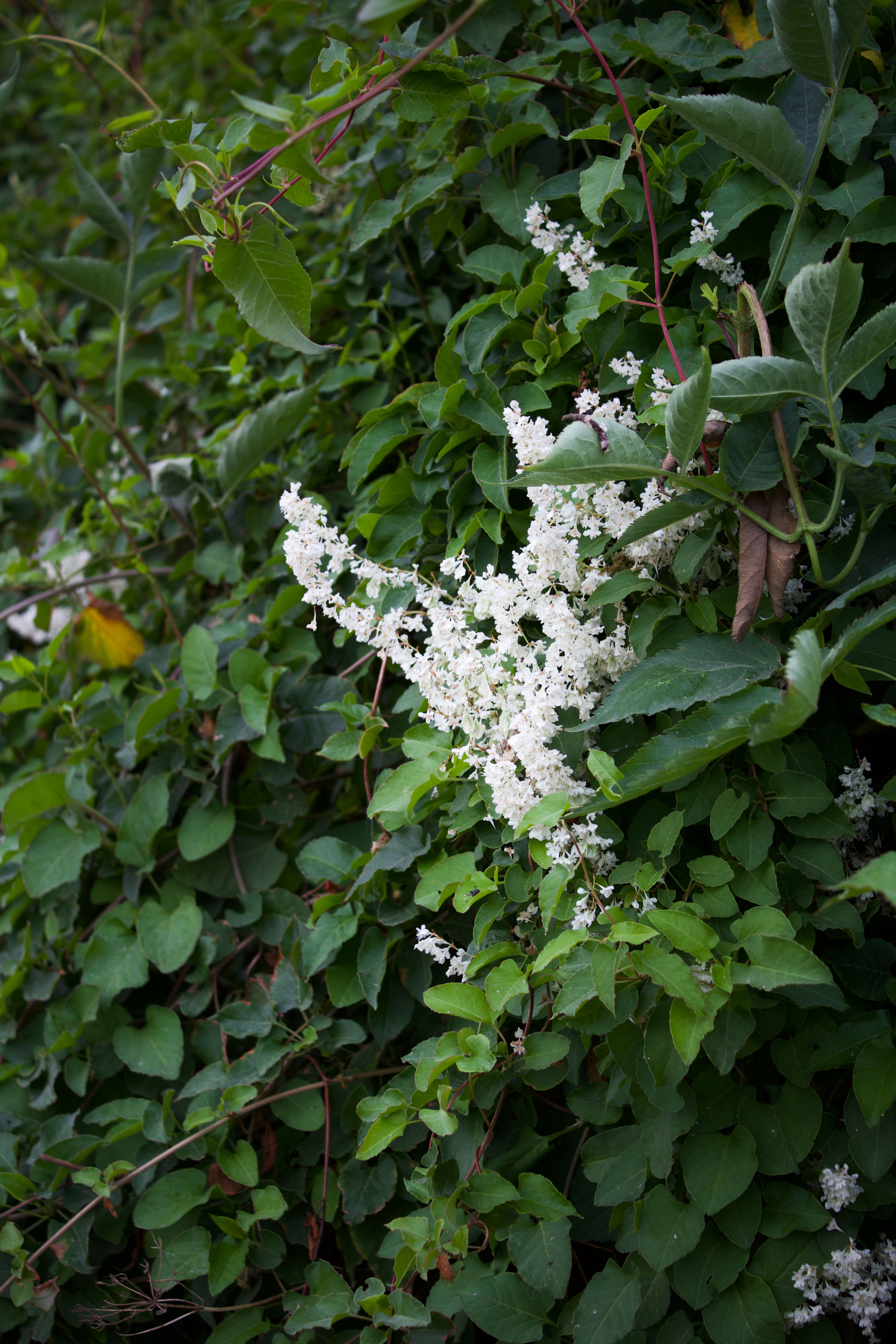 Fallopia Aubertii