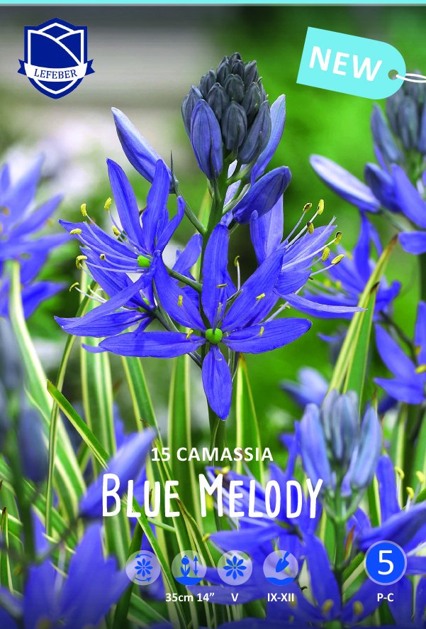Camassia 'Blue Melody'