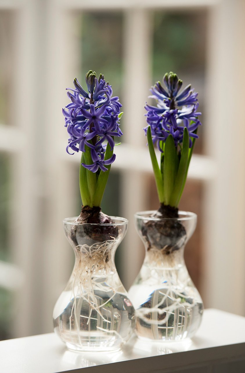 Hyacint i glas