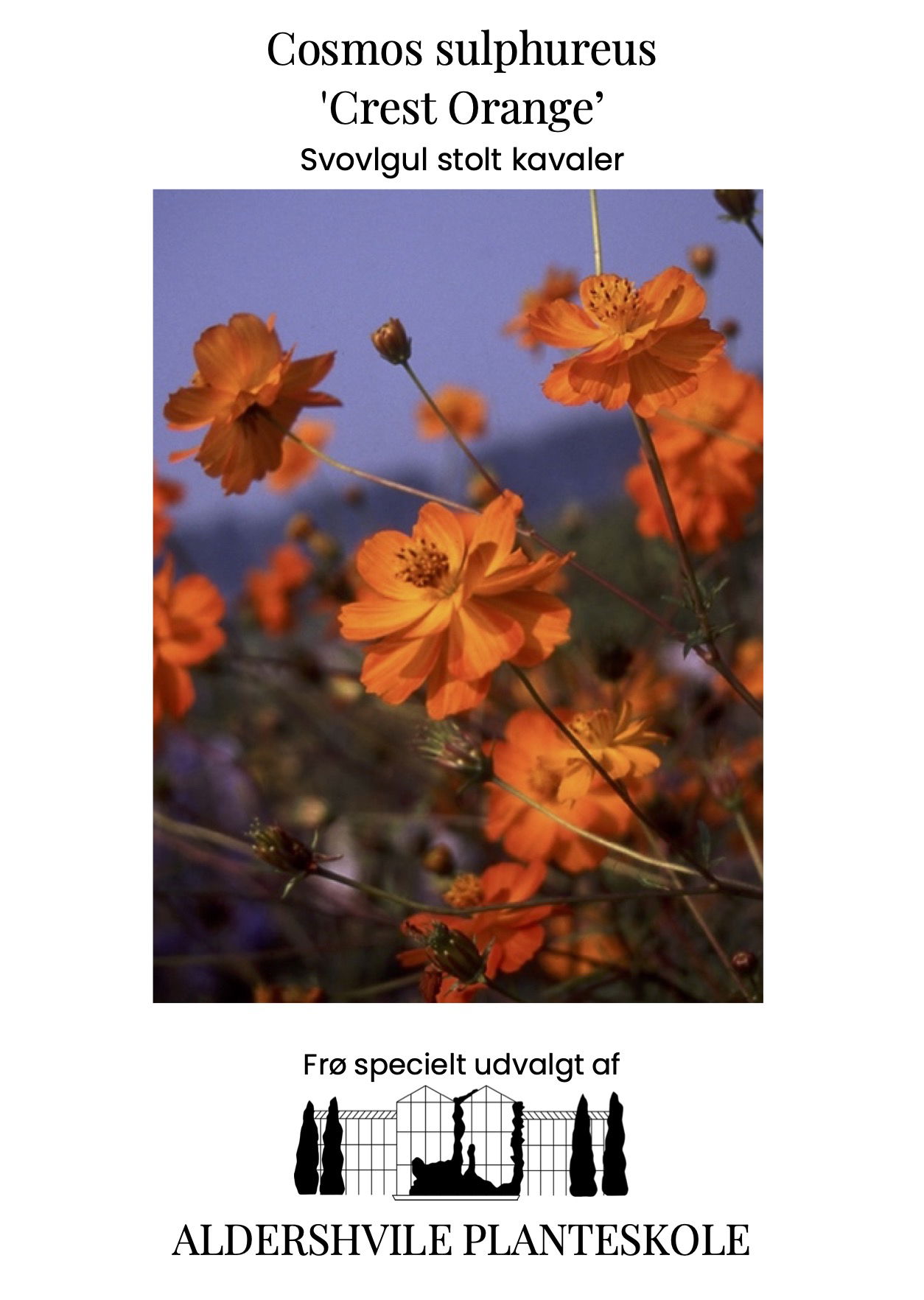 Cosmos sulphureus Crest Orange