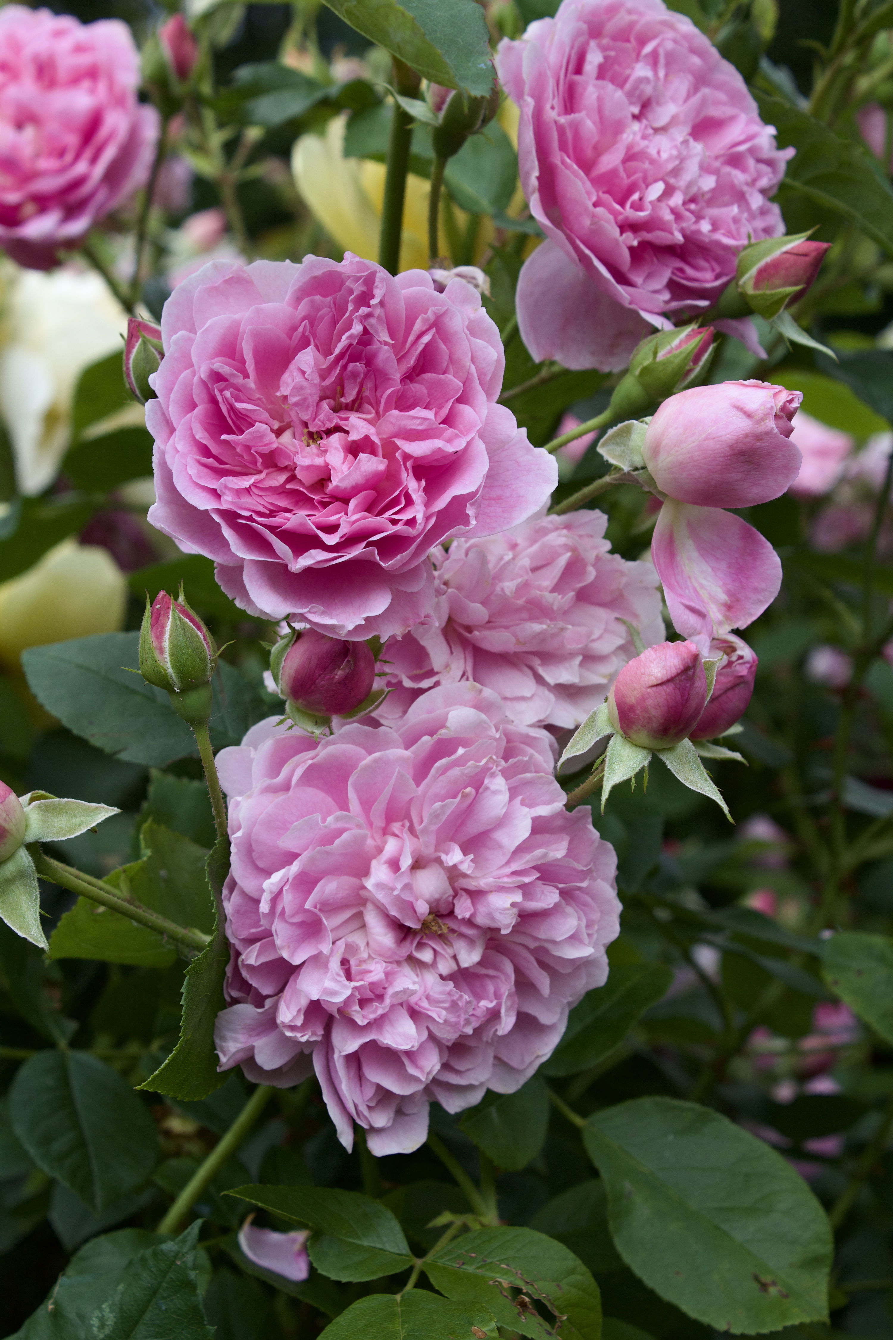 Rosa Harlow Carr