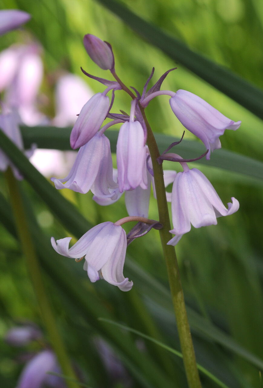 Hyacinthoides hispanica Pink