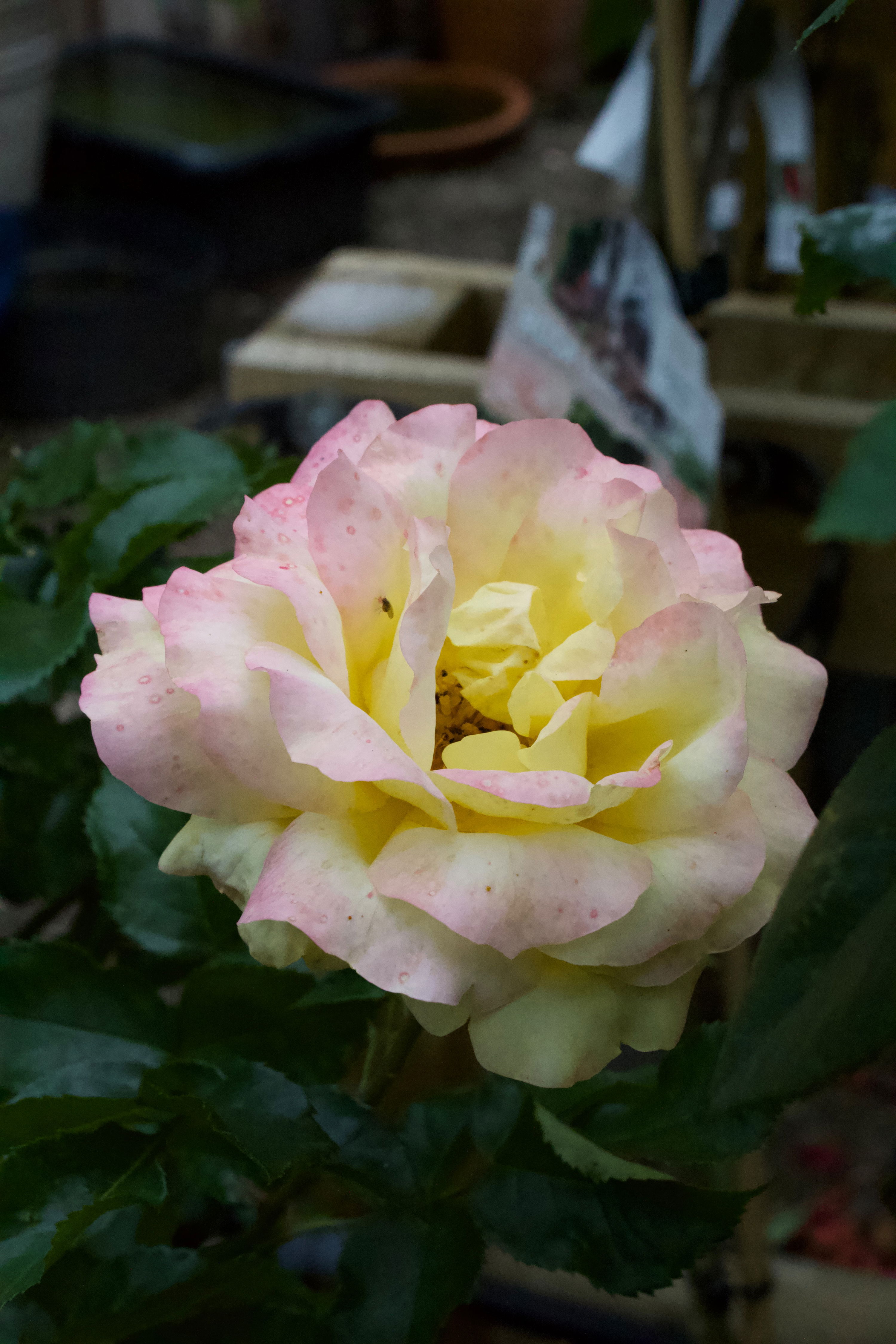 Rosa Peace