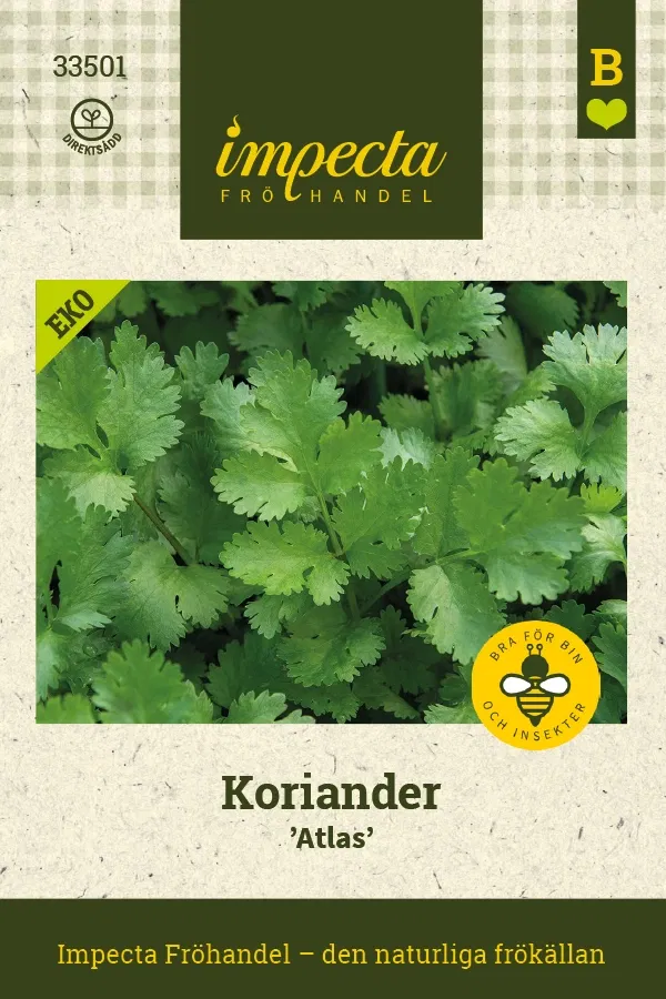 Frø Koriander Atlas