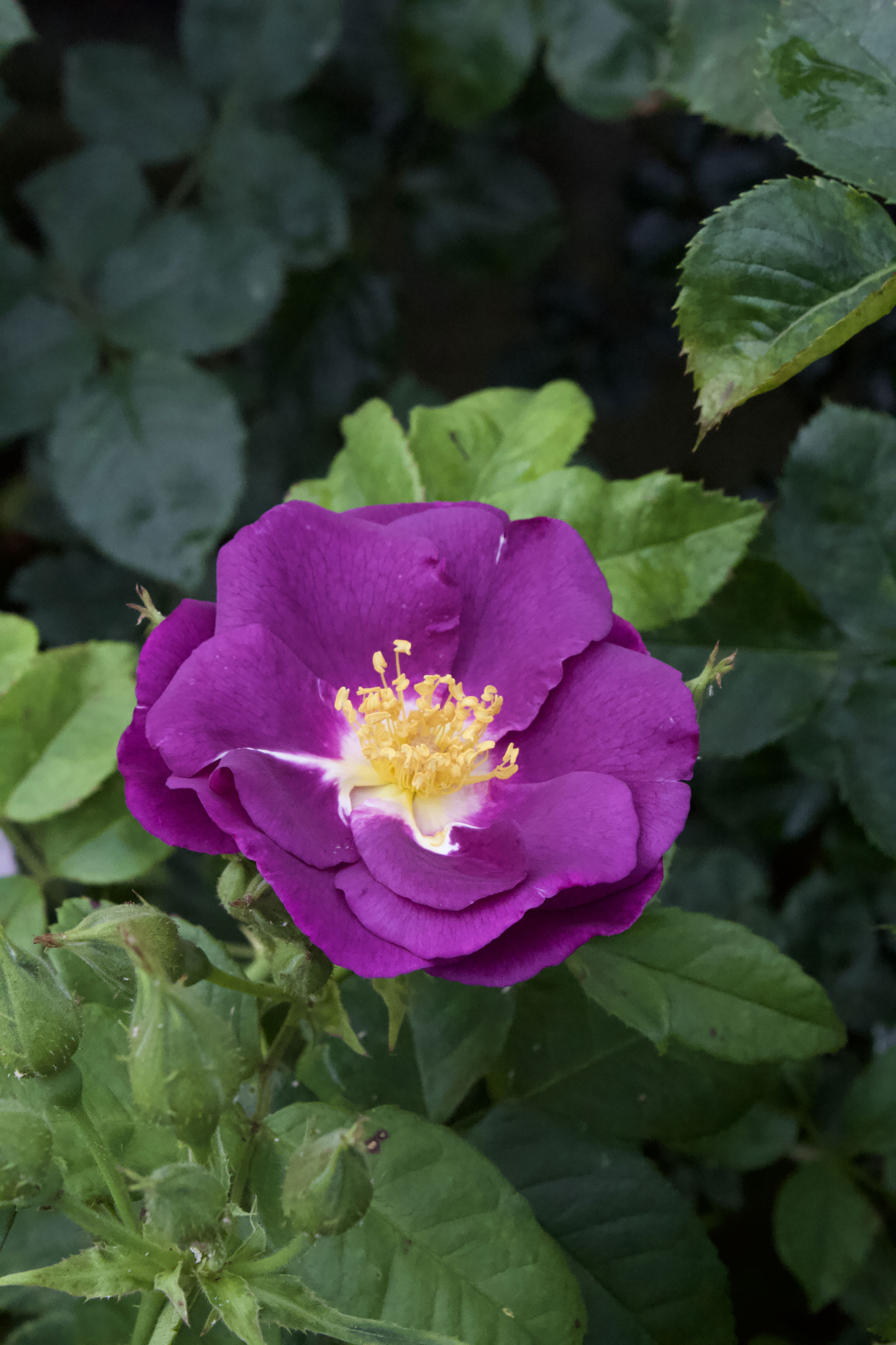 Rosa Rhapsody in Blue