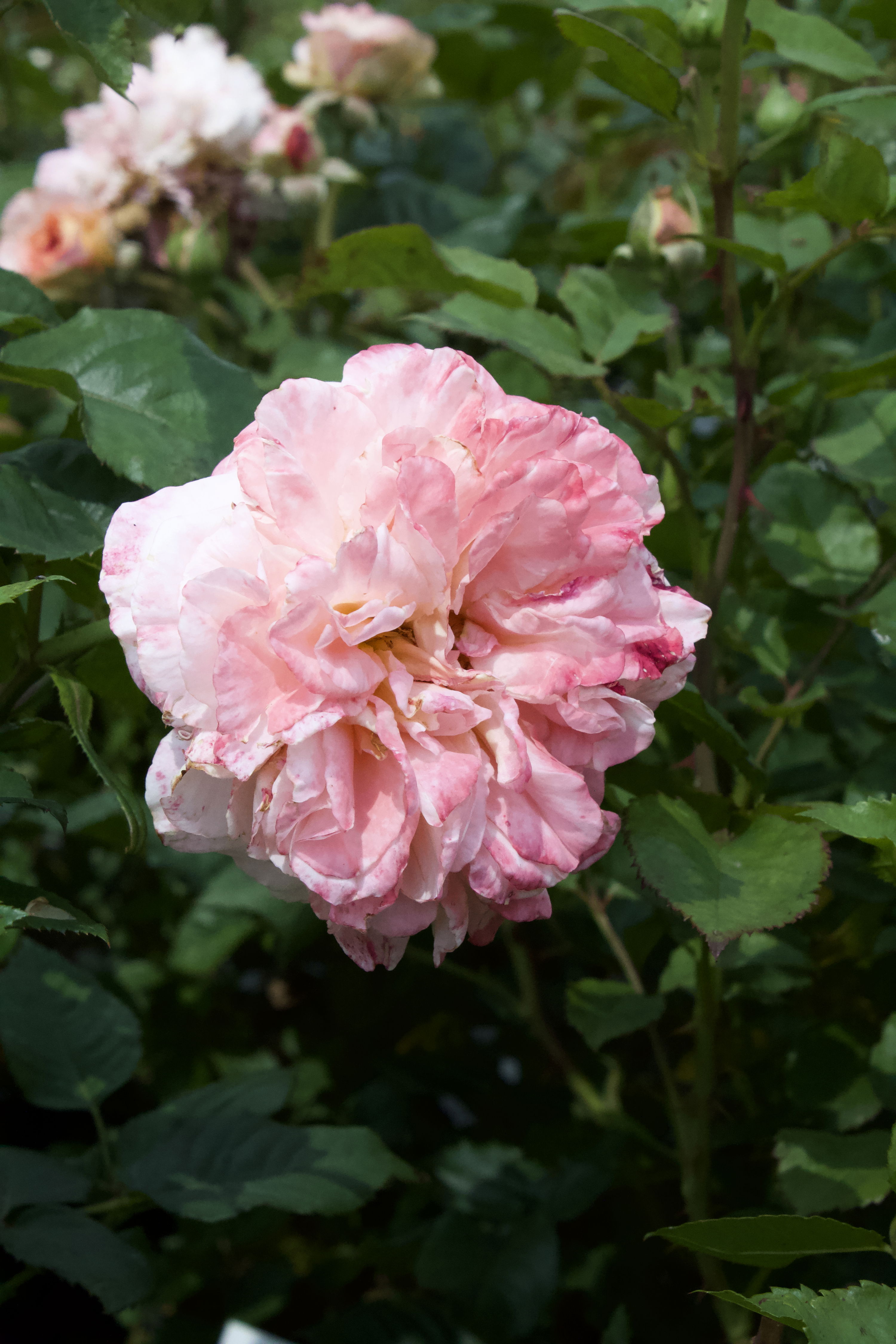 Rosa Augusta Louise
