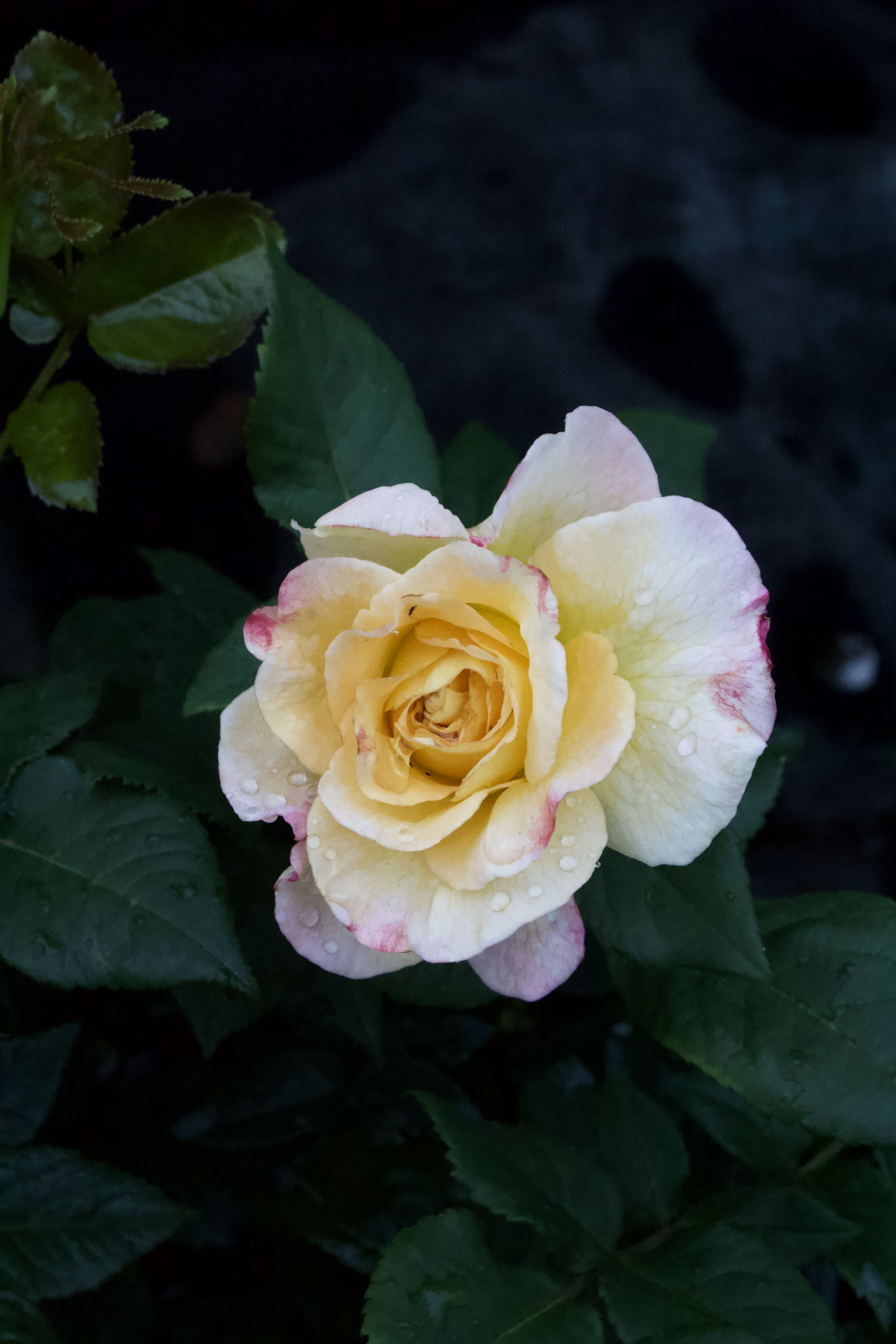 Rosa Aquarell