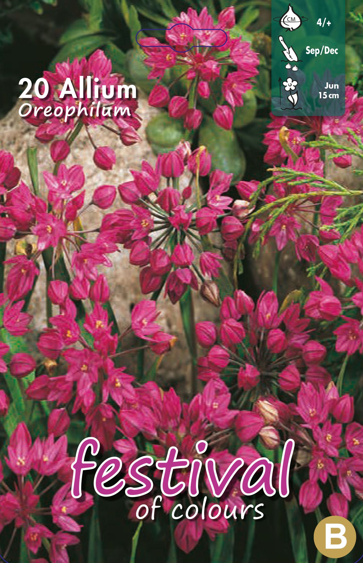 Allium Oreophilum 20 stk