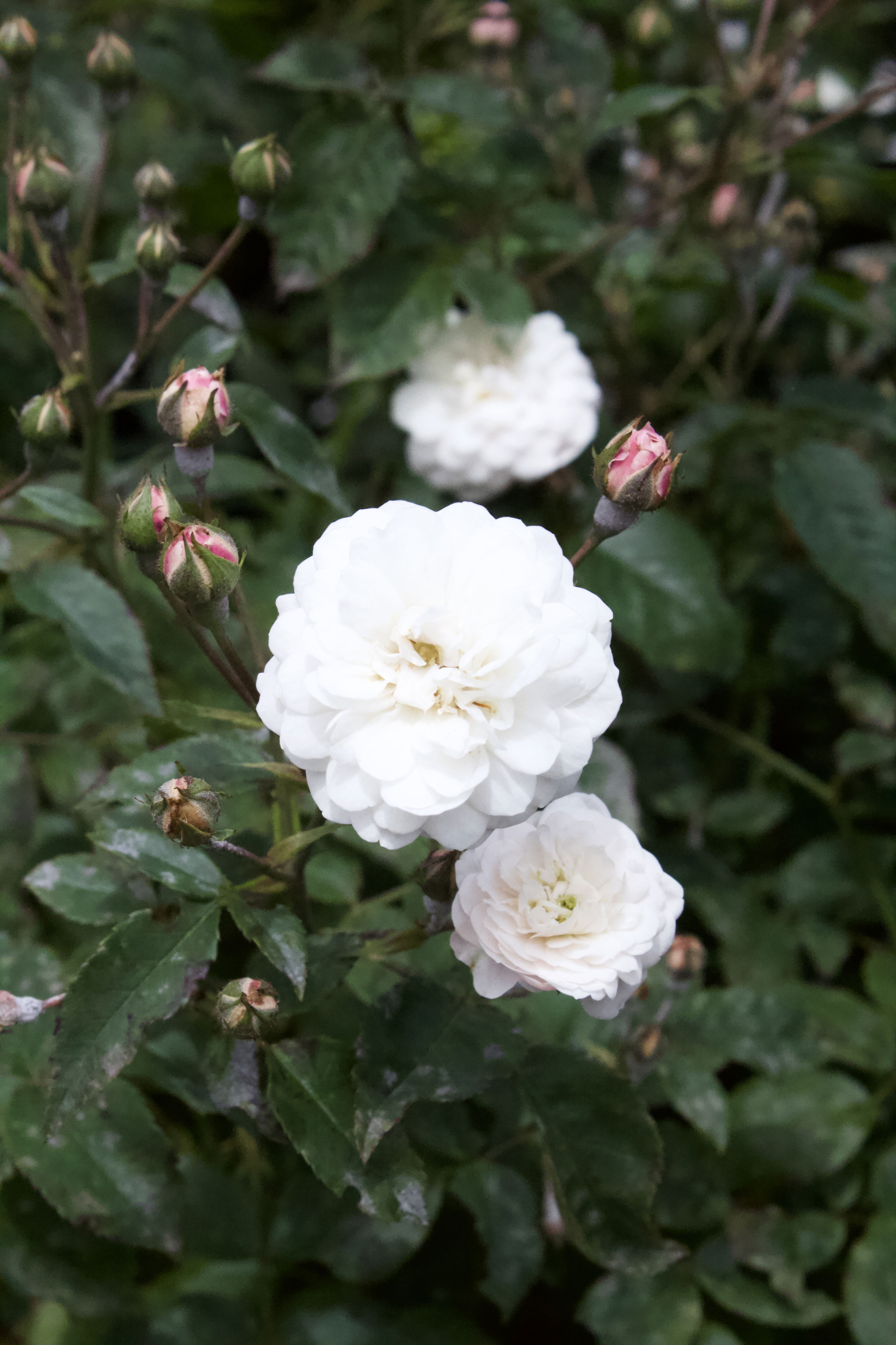 Rosa Little White Pet