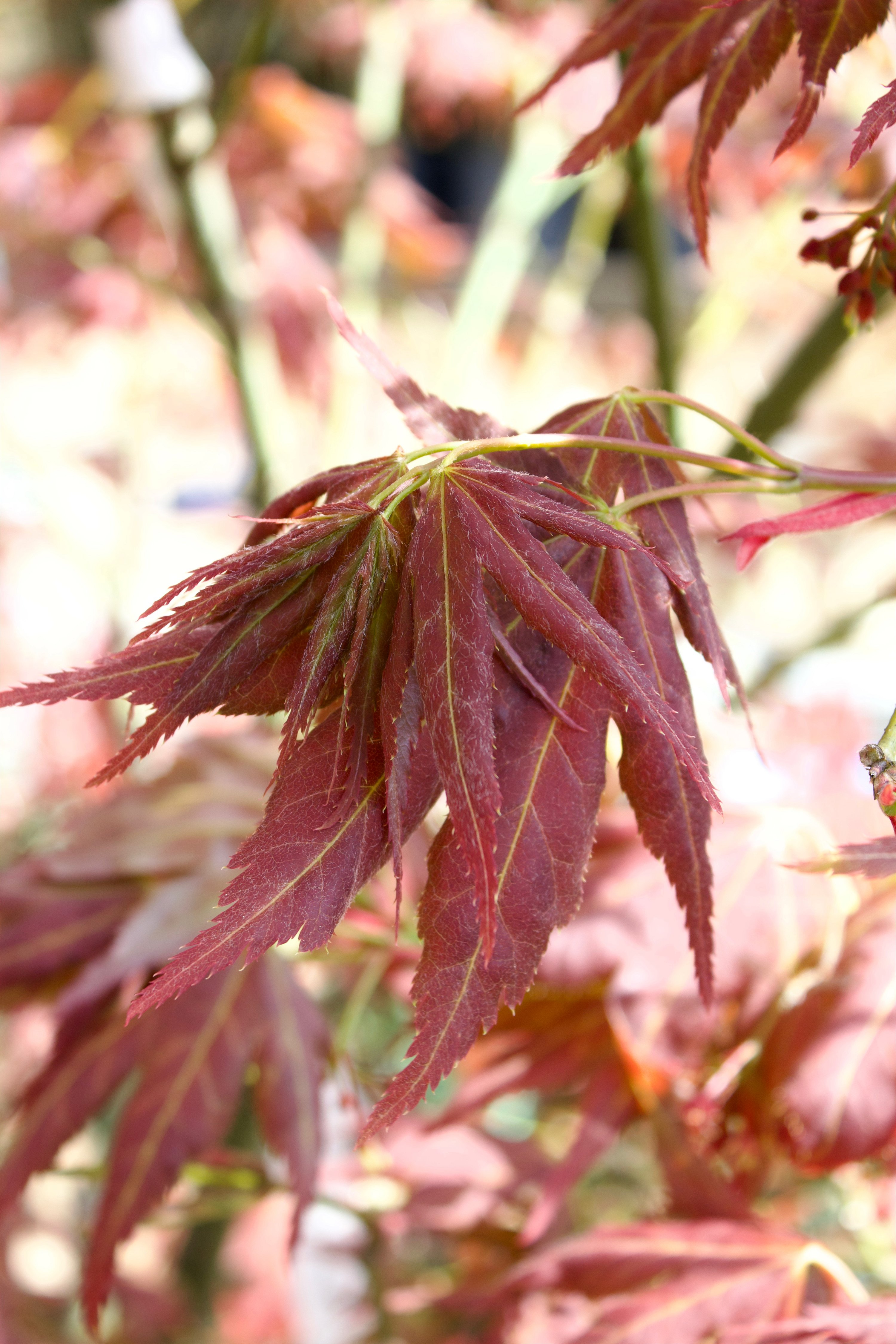 Acer Palmatum Yugure