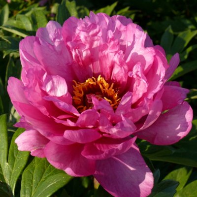 Paeonia Itoh First Arrival