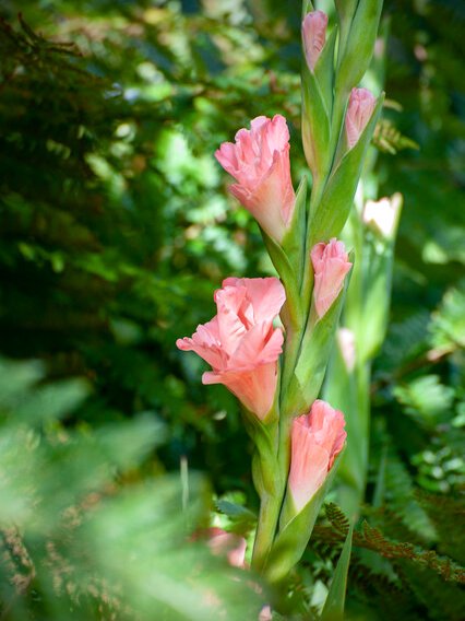 Gladiolus pink - Ibulb