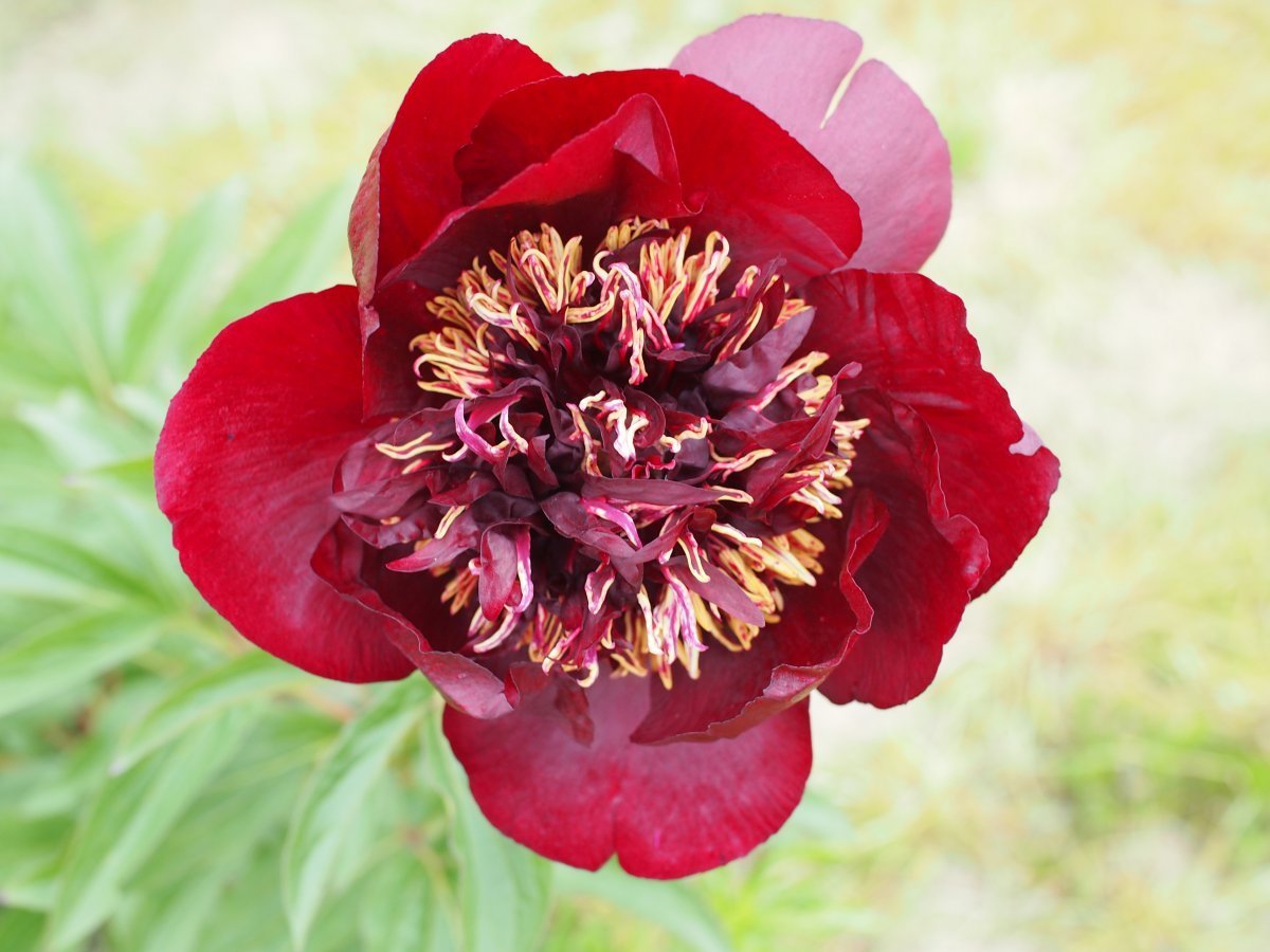 Paeonia Chocolate Soldier