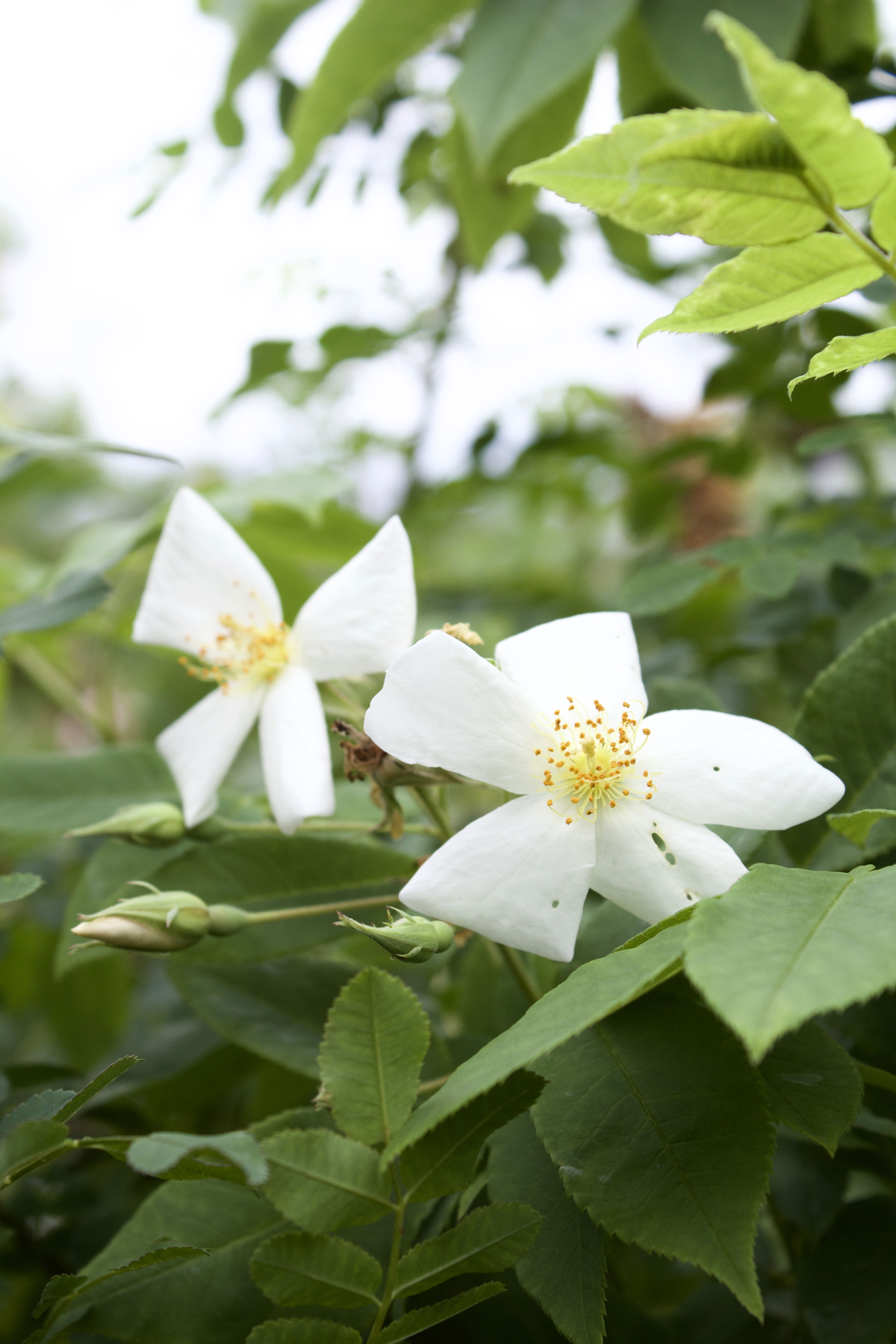 Rosa moschata