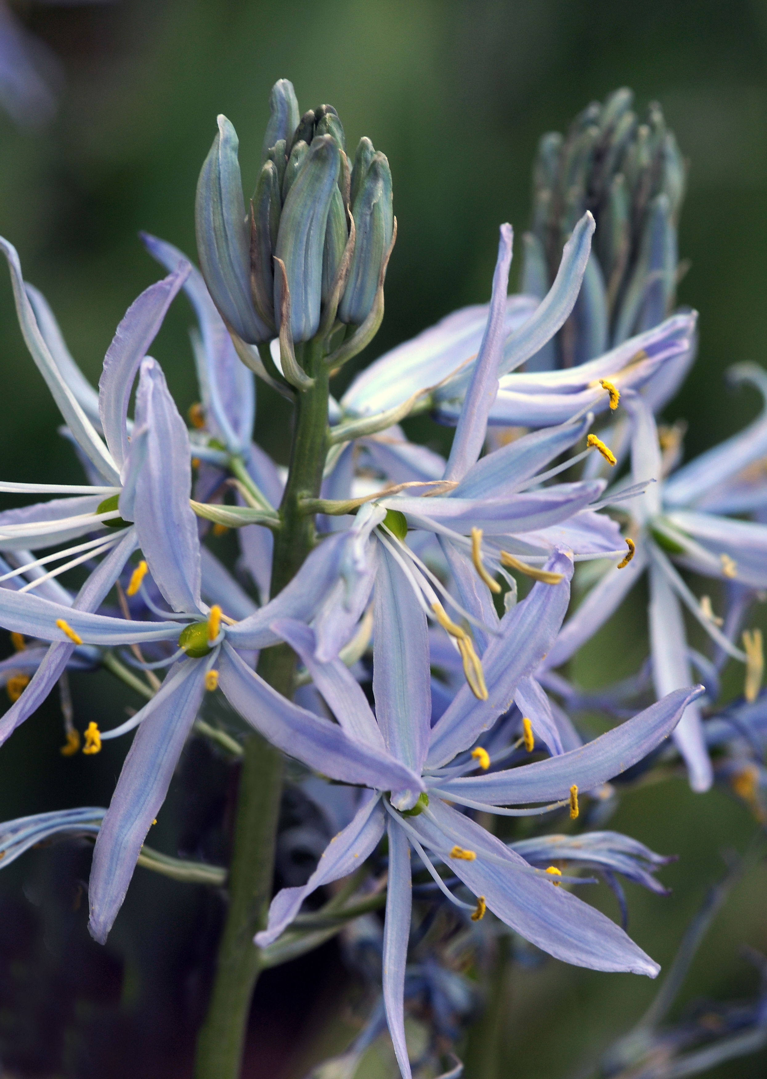 Camassia cusickii