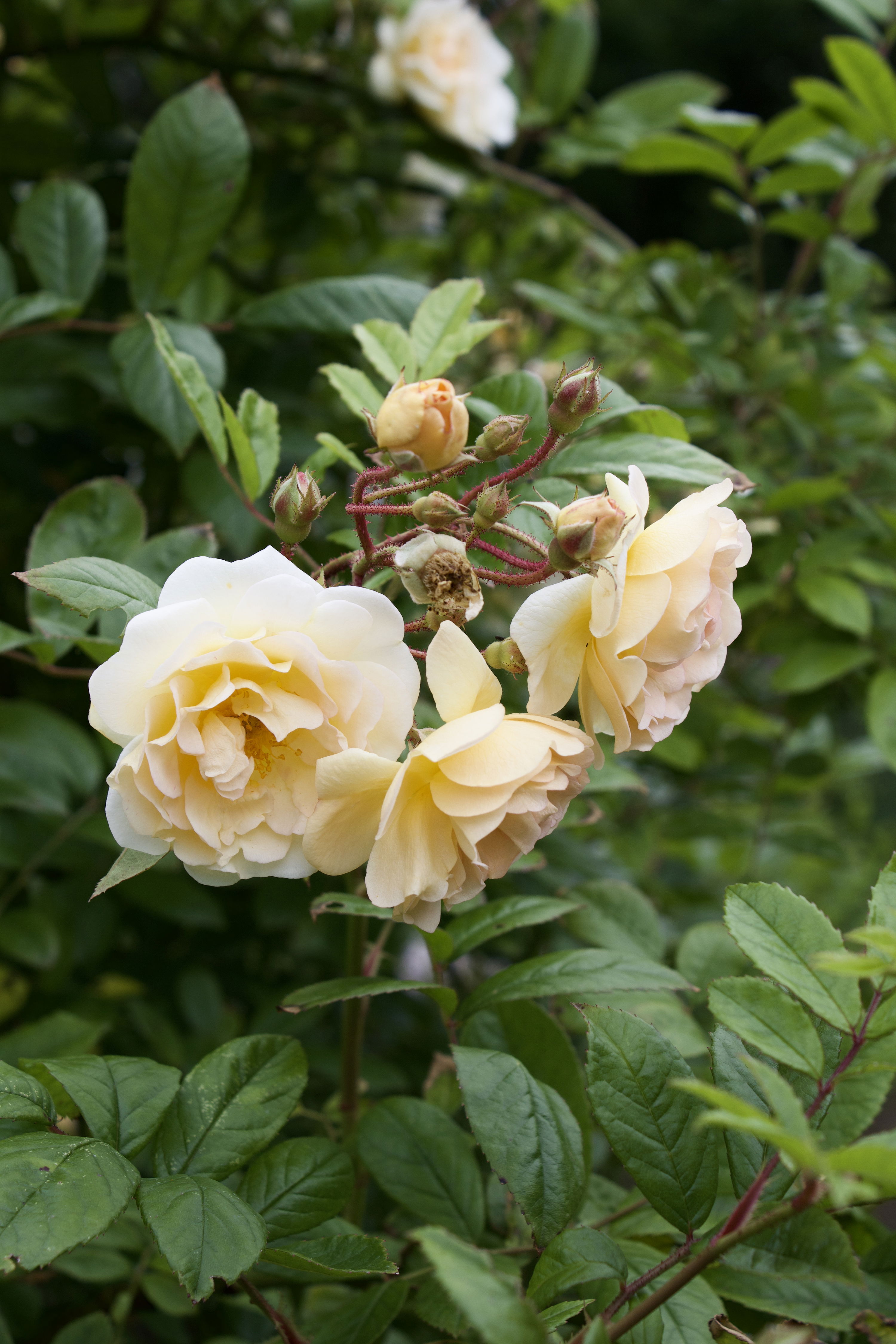 Rosa Ghislaine de Feligonde