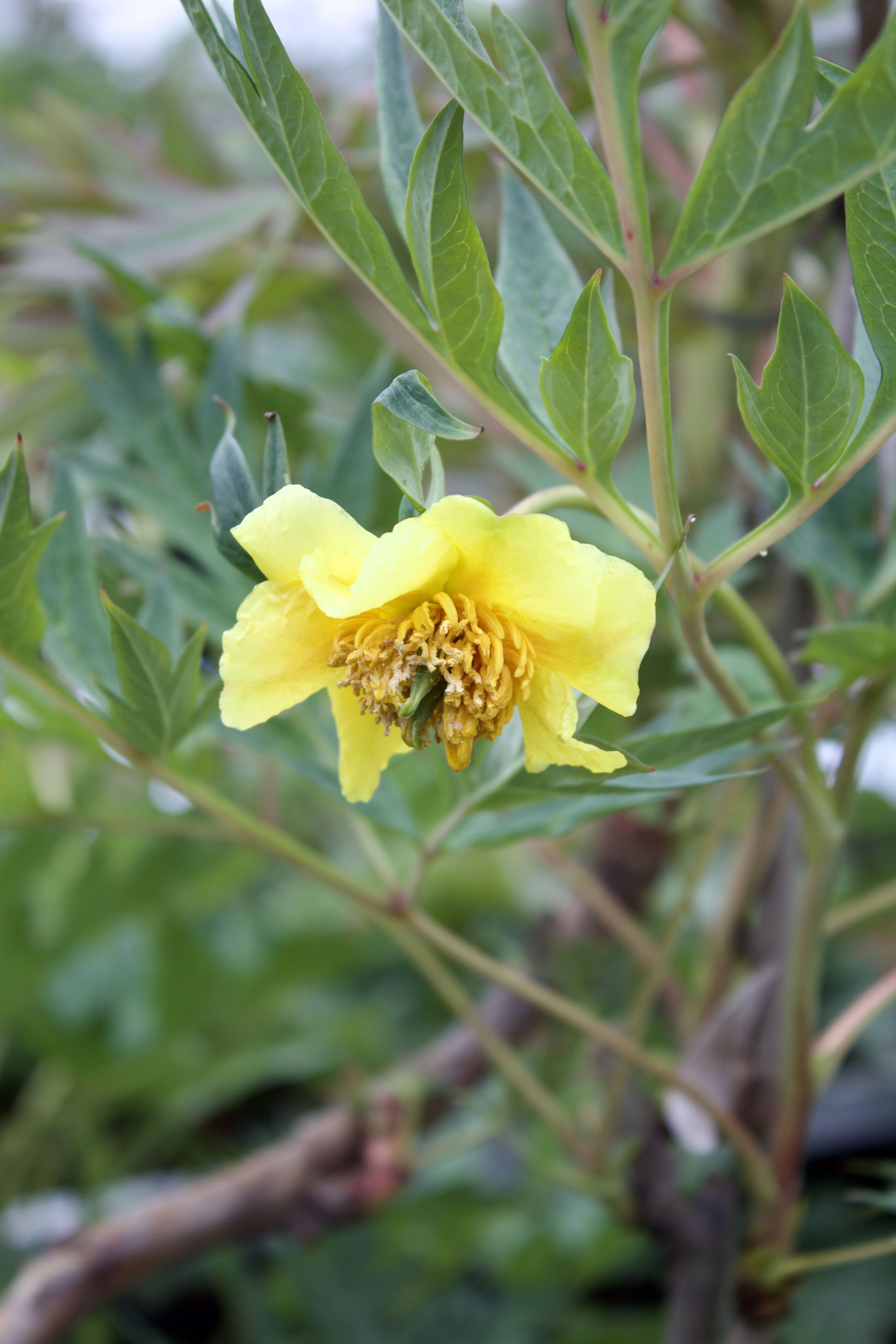 Paeonia lutea-hybrid 'Yellow Queen'