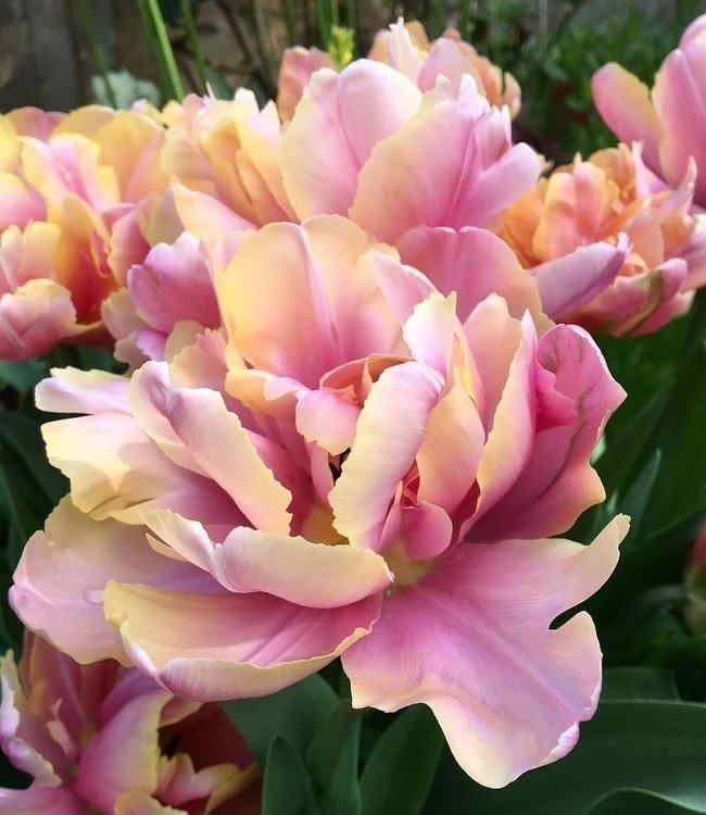 Tulipa 'Pink Star'