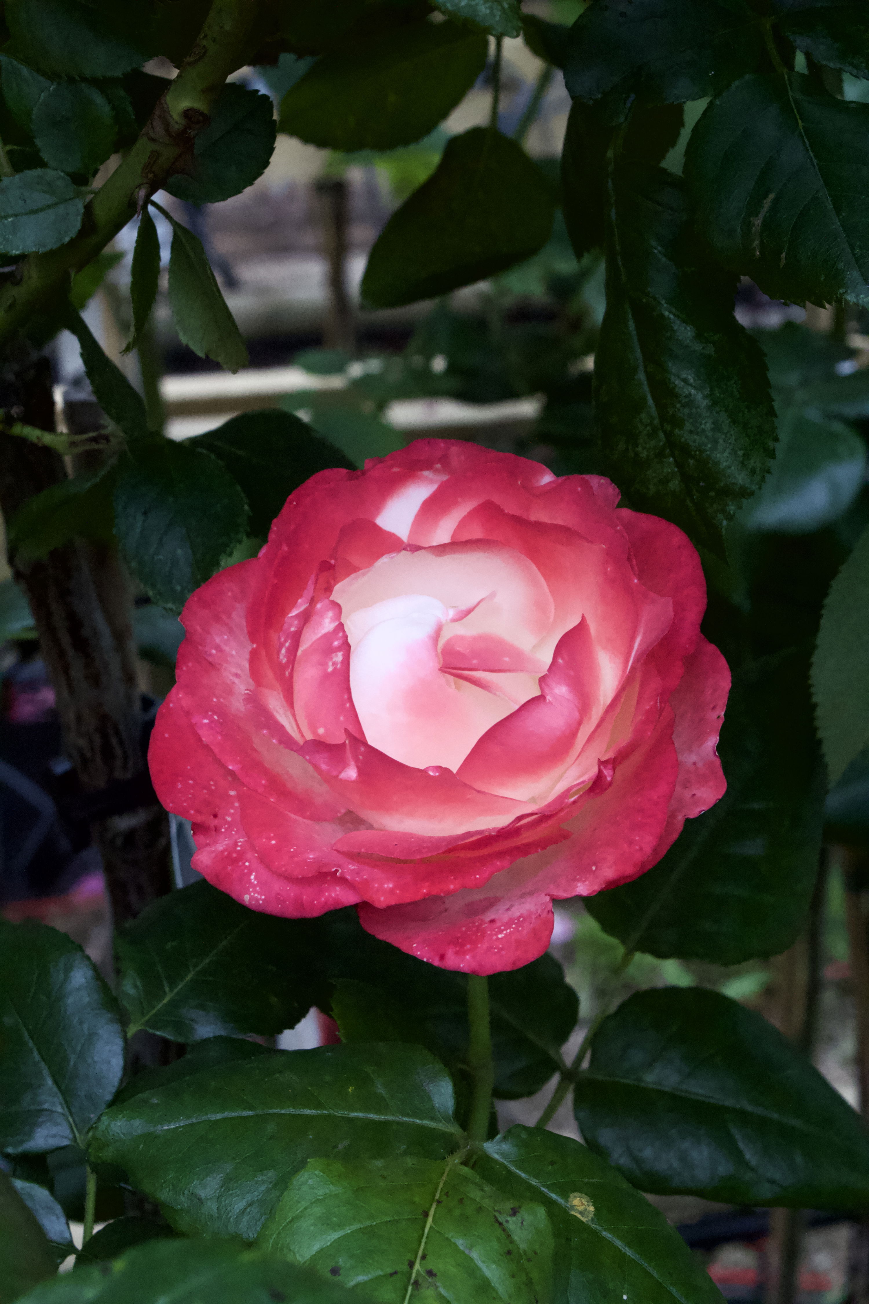 Rosa Nostalgi