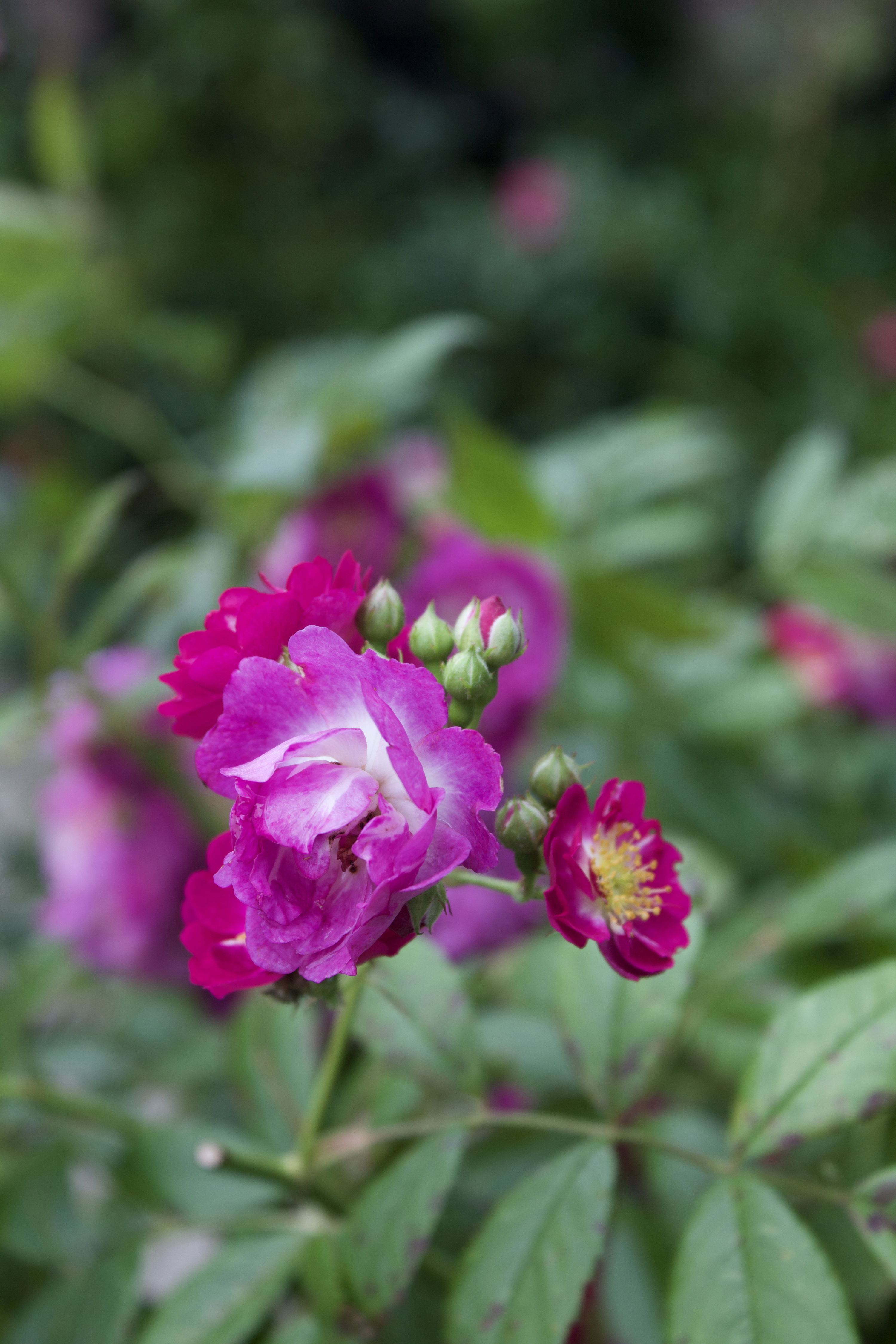 Rosa Perennial Blue