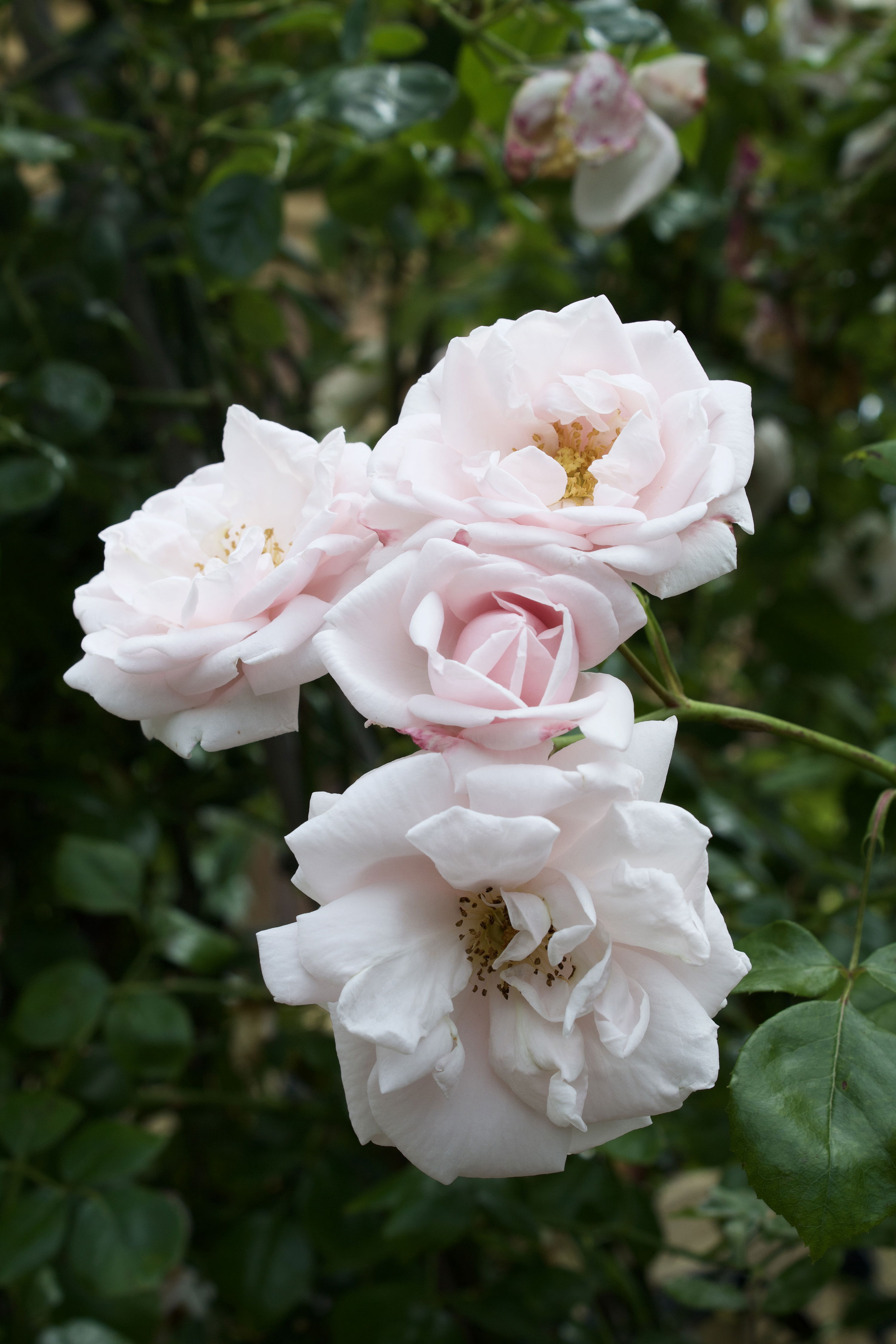 Rosa New Dawn