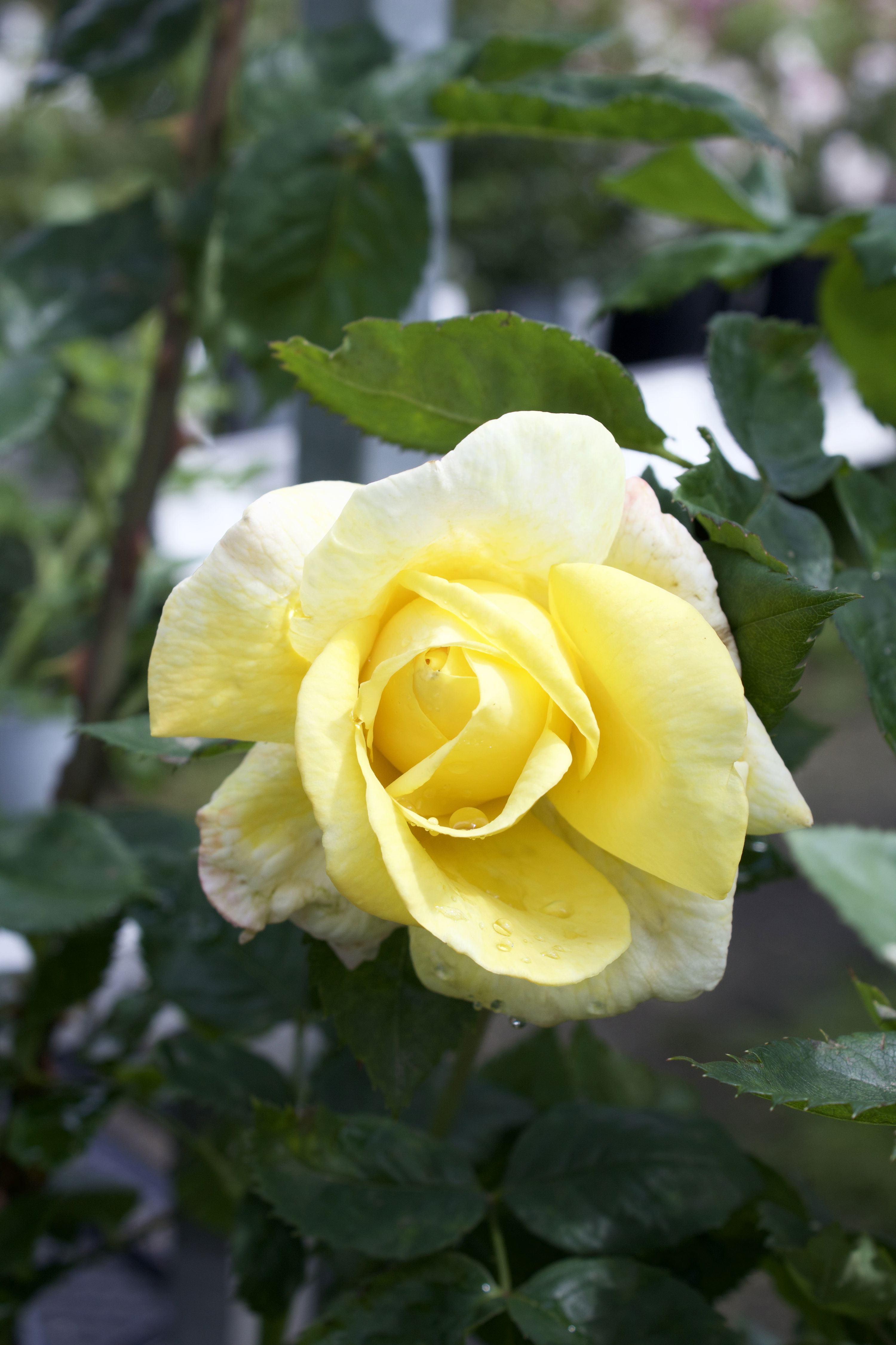 Rosa Chinatown