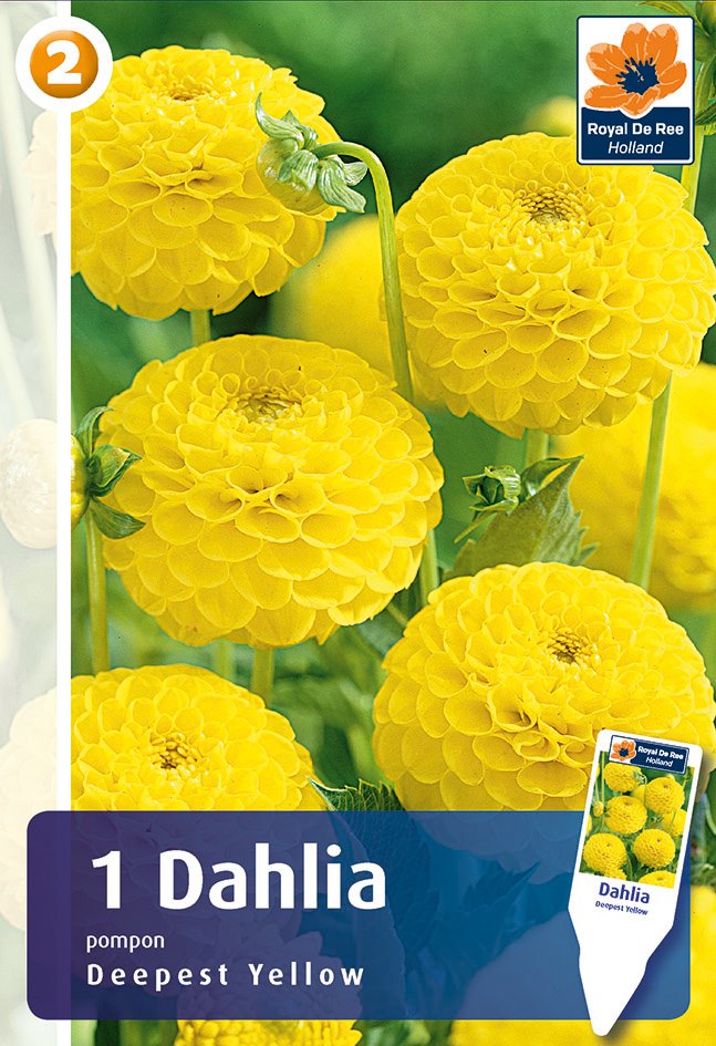 Dahlia Deepest Yellow