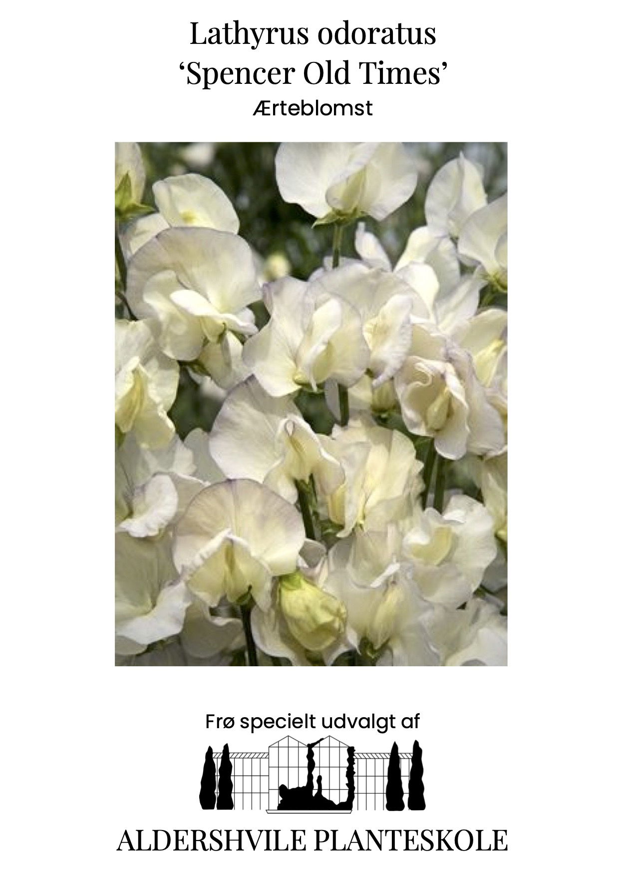 Lathyrus odoratus Spencer Old Times