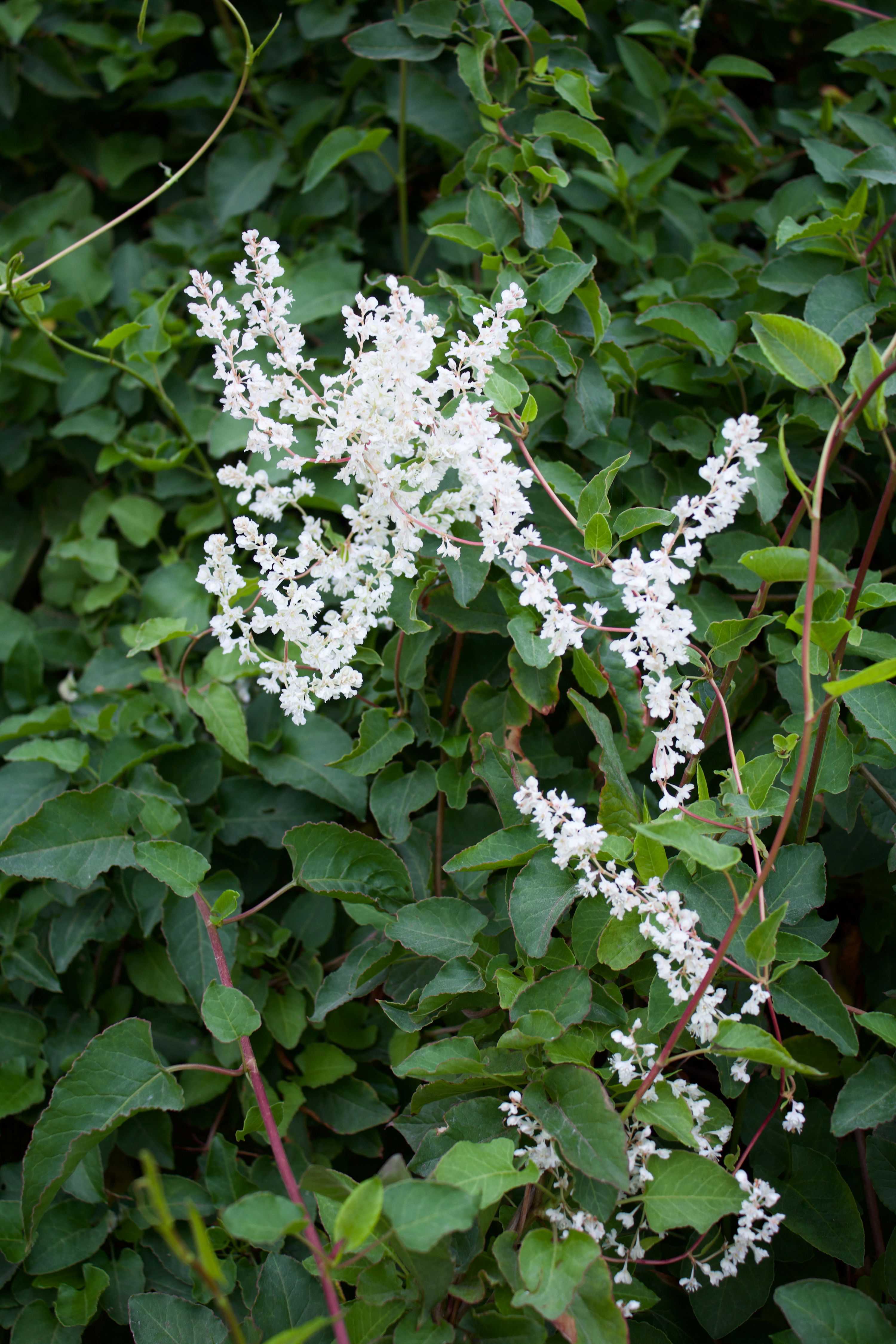 Fallopia Aubertii