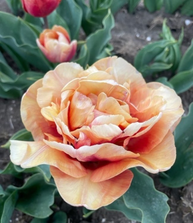 Tulipa 'La Dolce Vita'