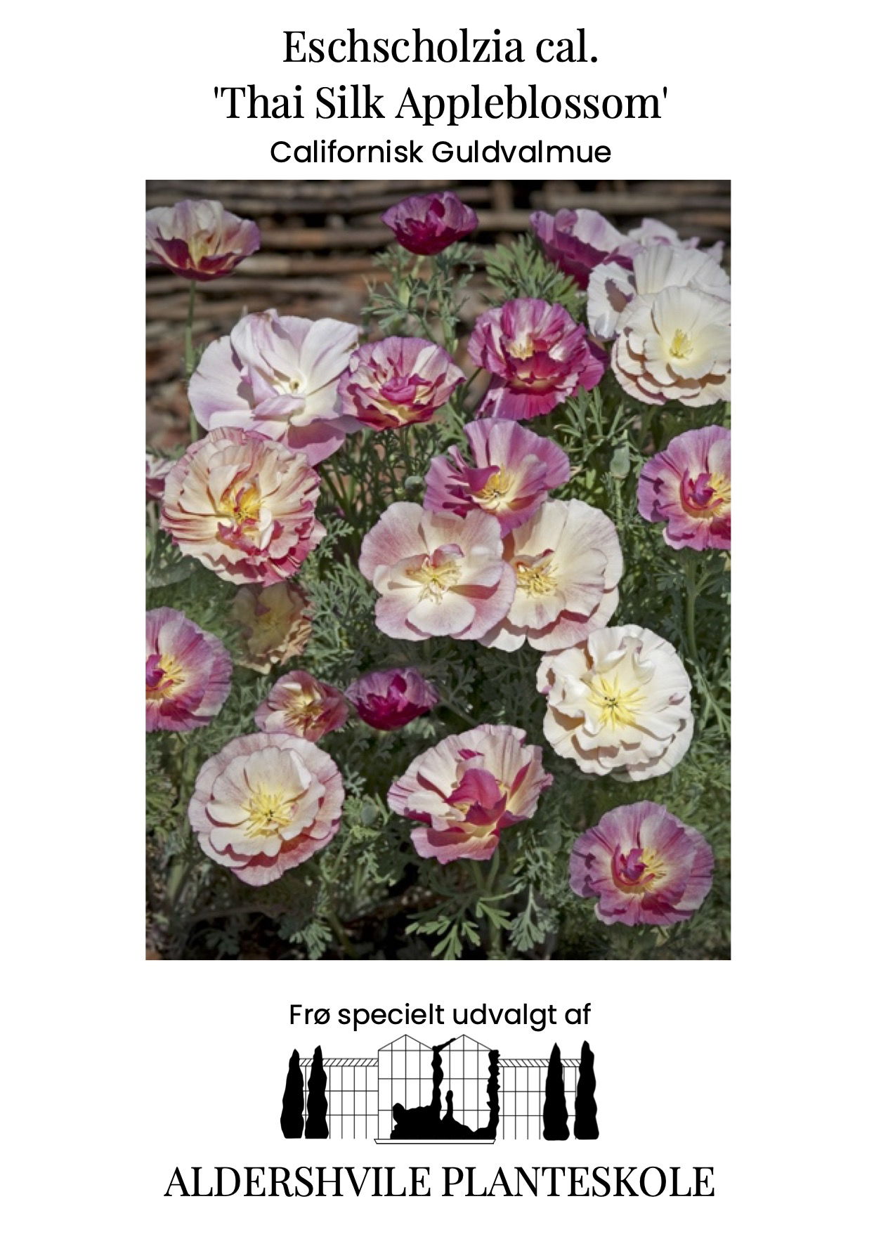Eschscholzia cal Thai Silk Appleblossom