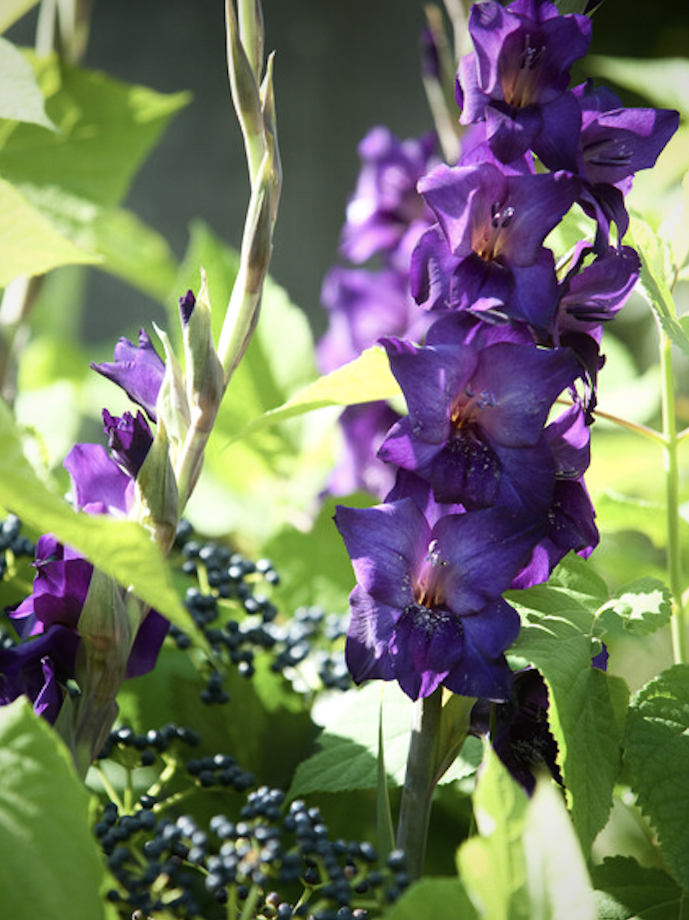 Gladiolus Purple Flora - Ibulb