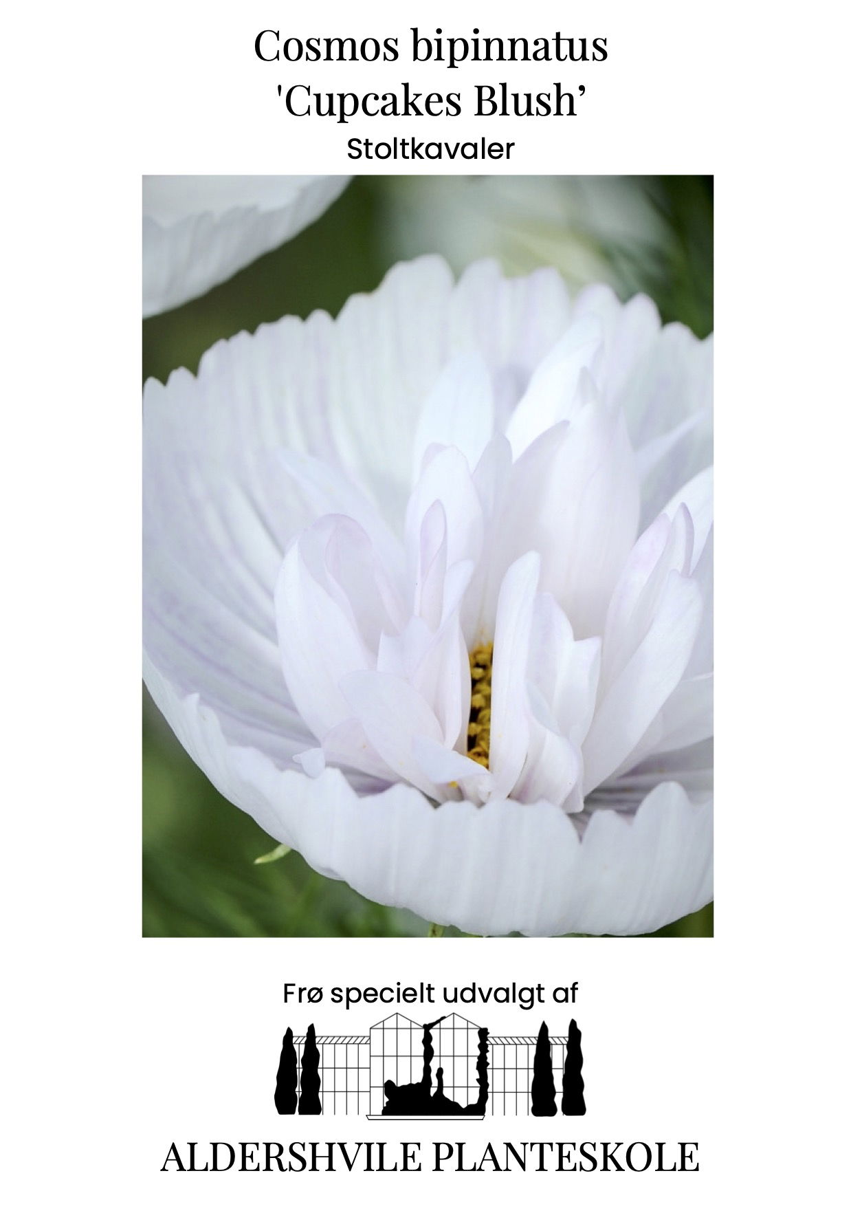 Cosmos bipinnatus Cupcakes Blush