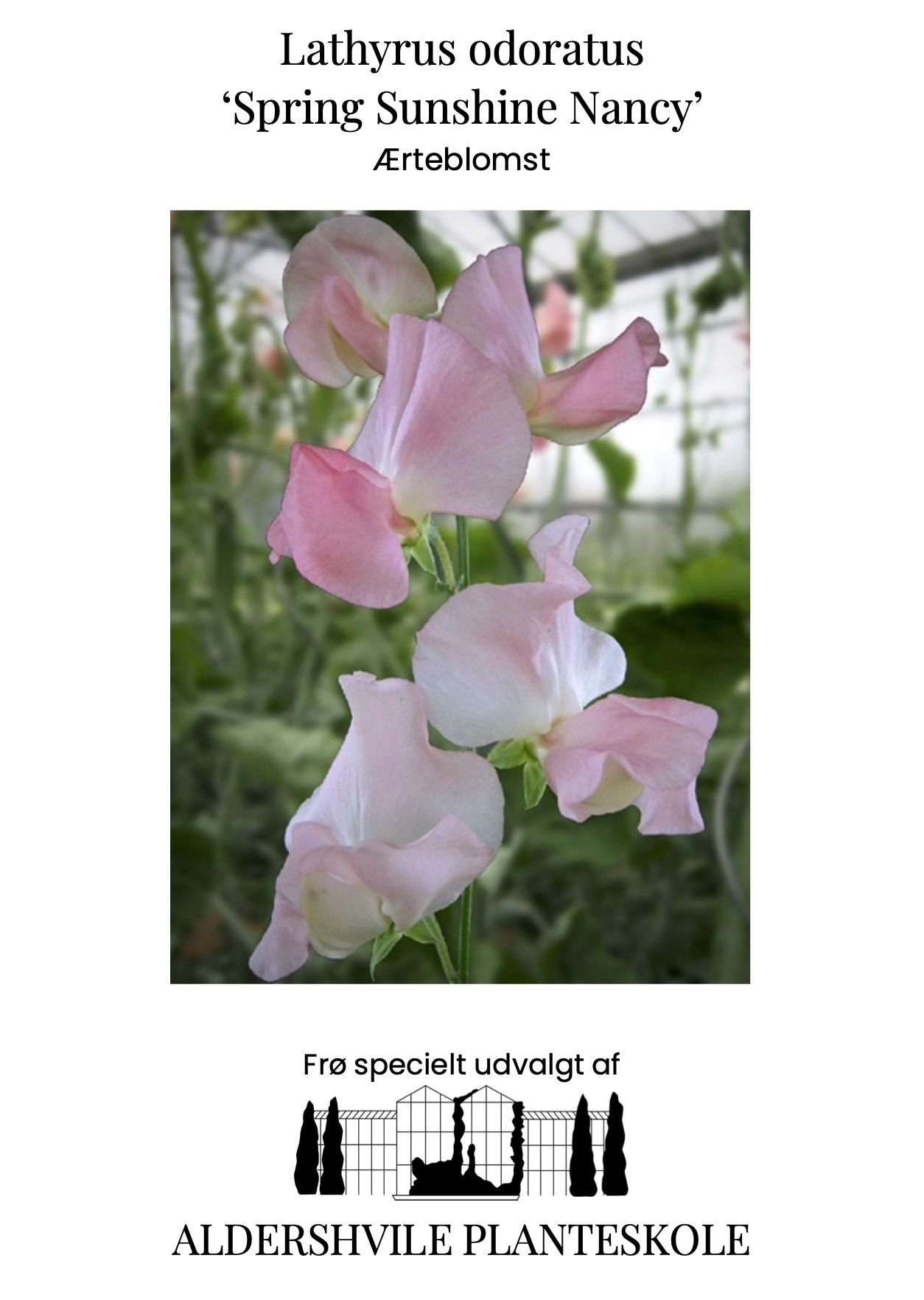 Lathyrus odoratus Spring Sunshine Nancy