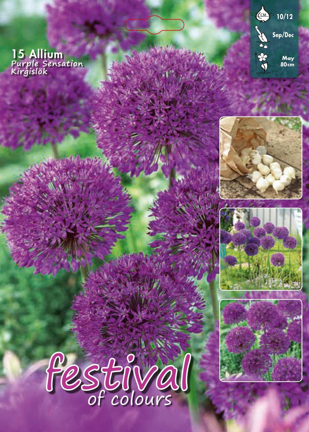 Allium Purple Sensation 15 stk