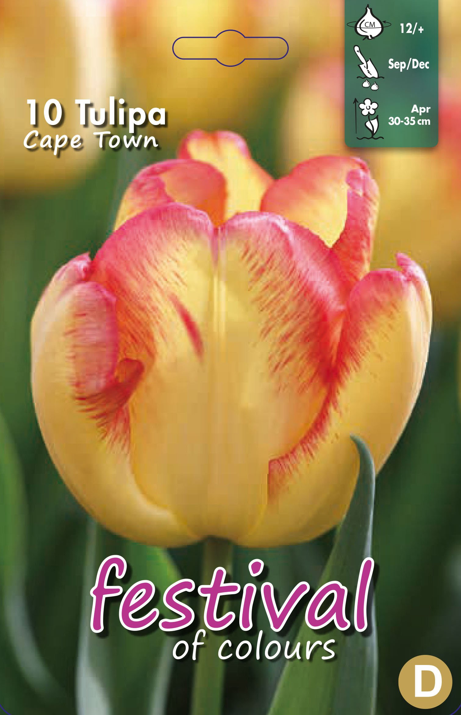 Tulipa Cape Town 10 stk