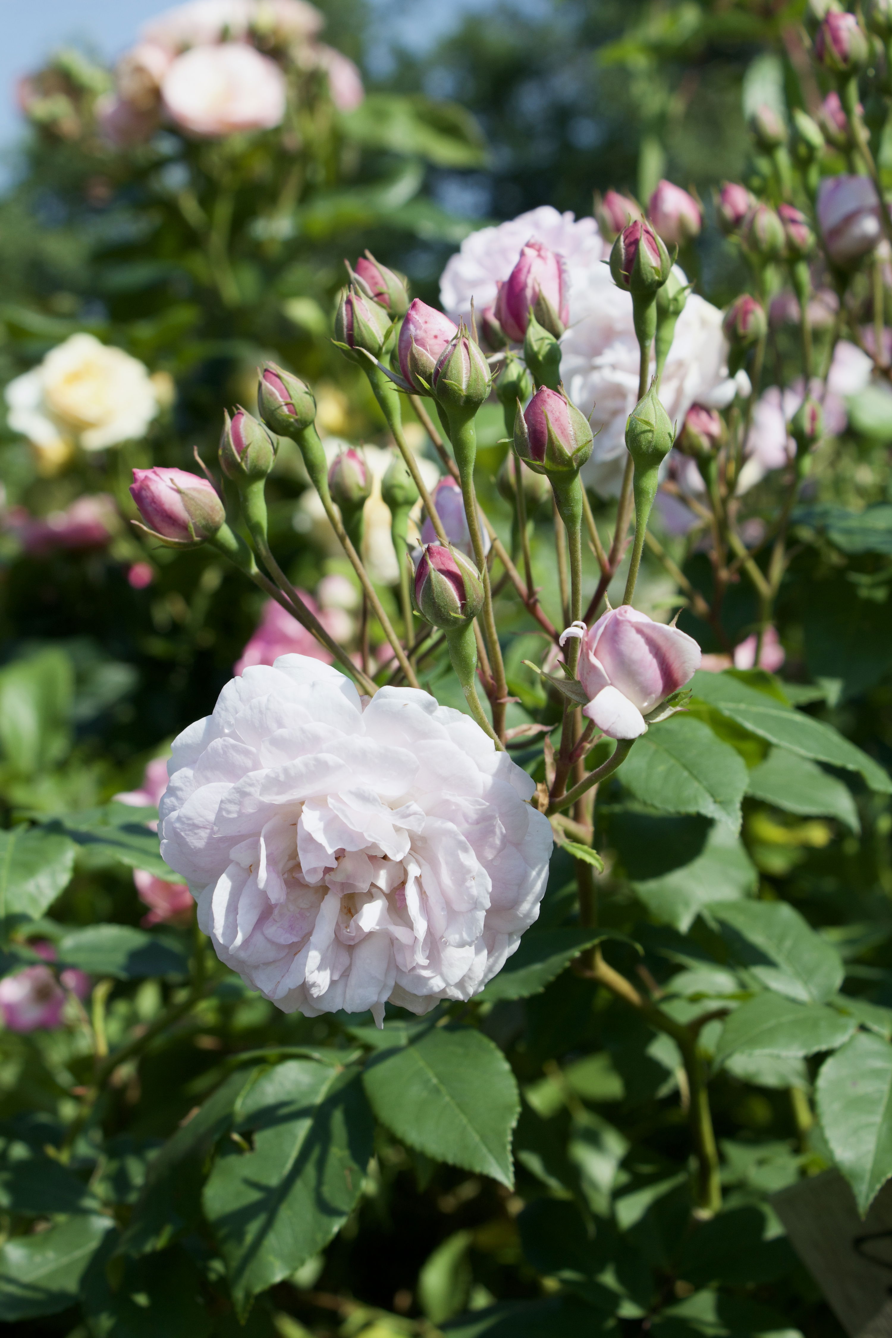 Rosa Blush Noisette