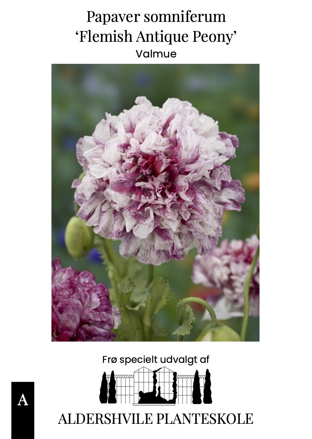 Papaver somniferum Flemish Antique Peony
