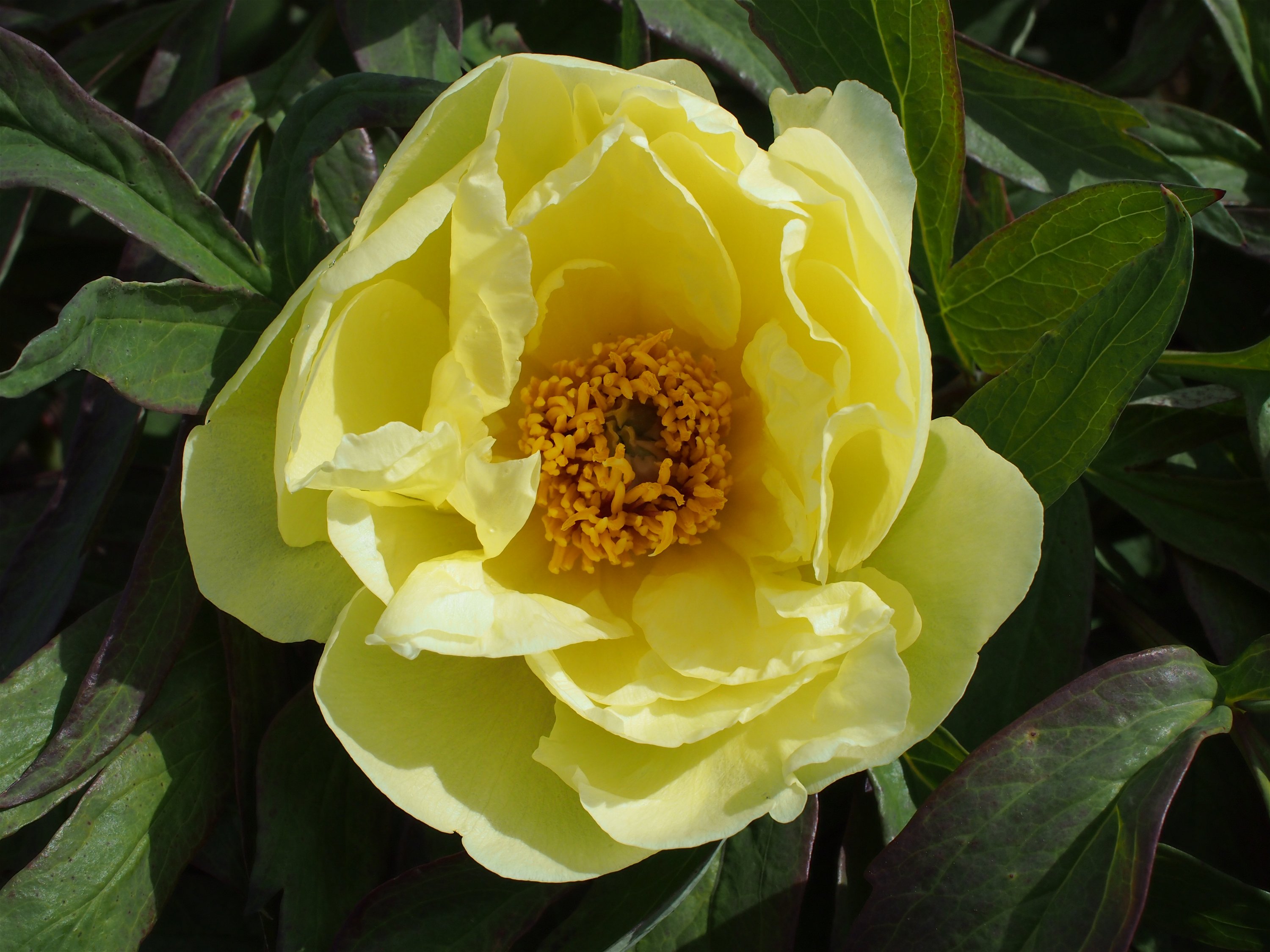 Paeonia Lutea-Hybr. Daffodil