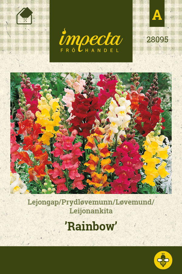Frø Løvemund Rainbow