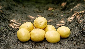 Kartoffel, Gala - 1,5 kg