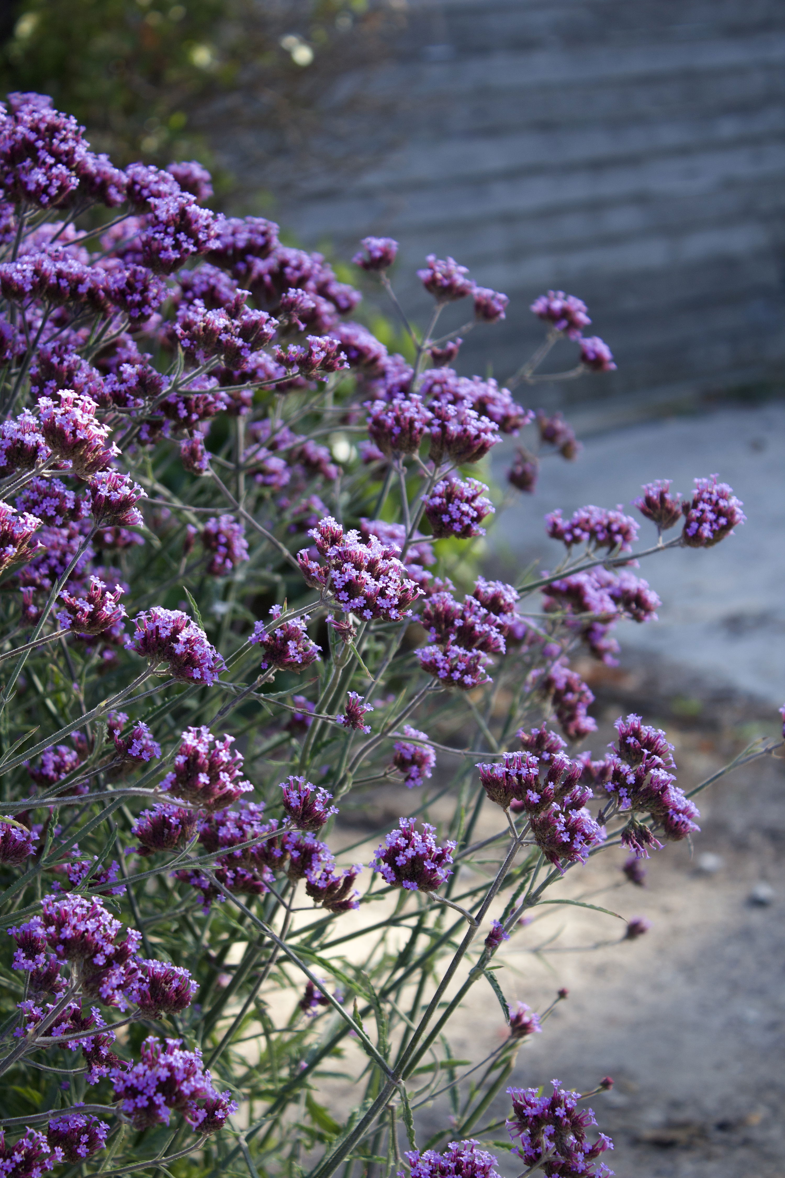 Verbena bonariensis potte 12 cm