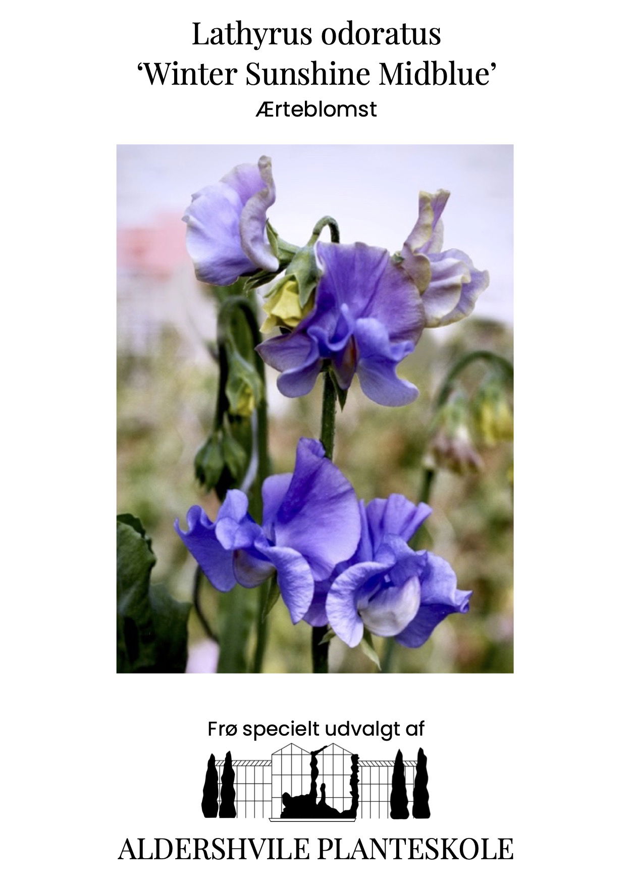Lathyrus odoratus Winter Sunshine Midblue