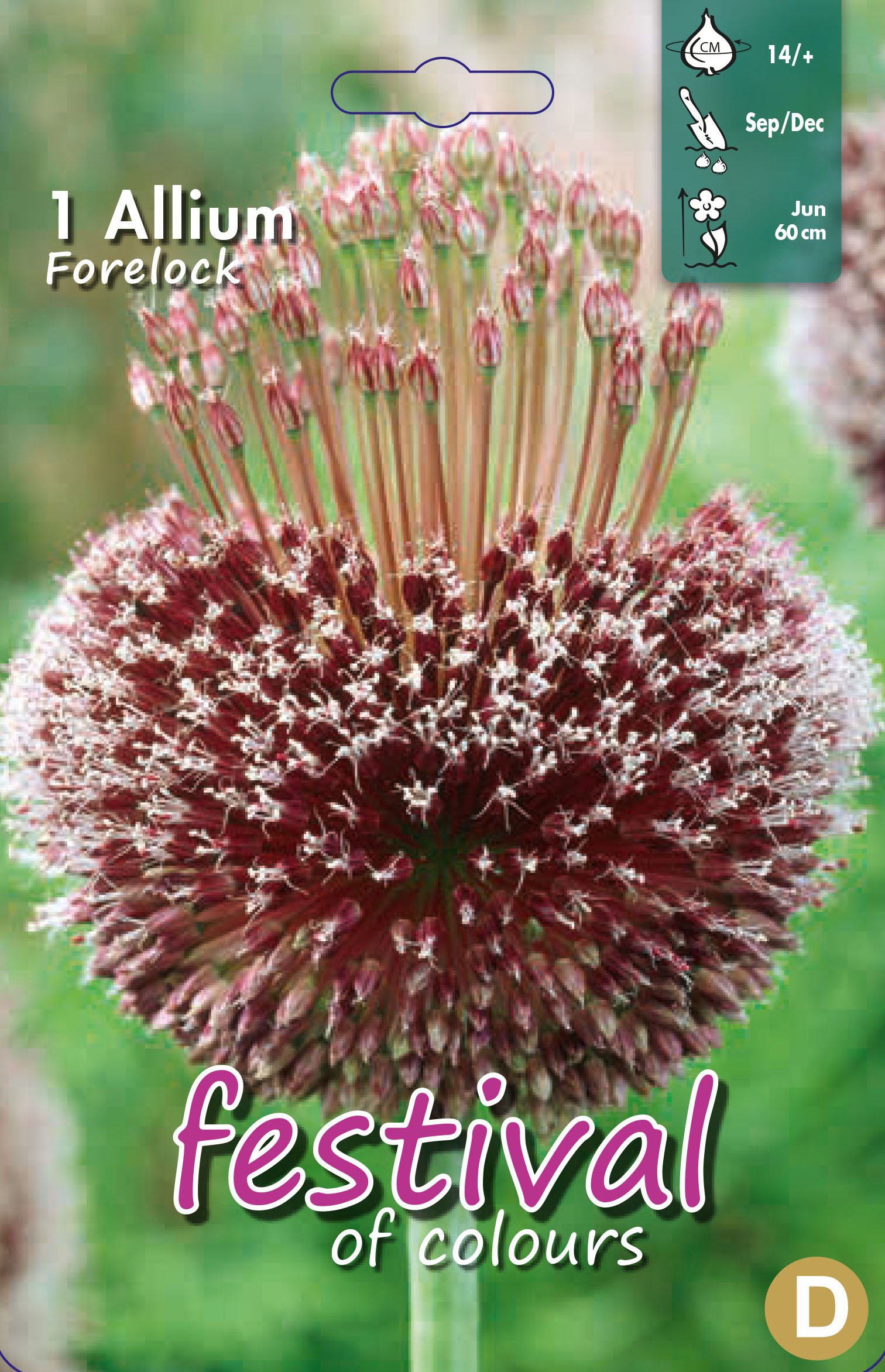 Allium Forelock 1 stk