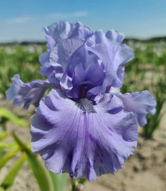 Iris germanica 'Carribean Dream'