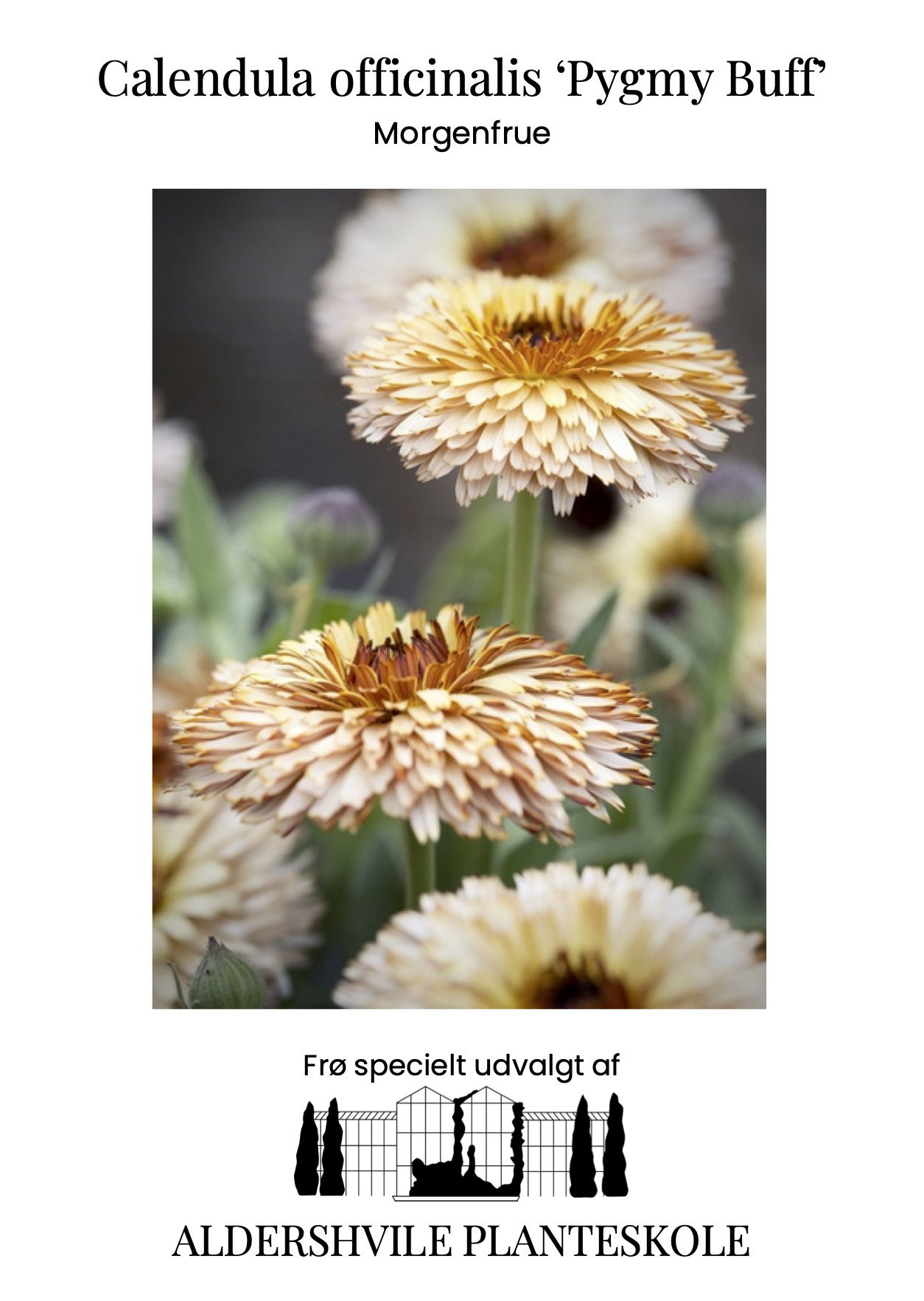 Calendula officinalis Pygmy Buff