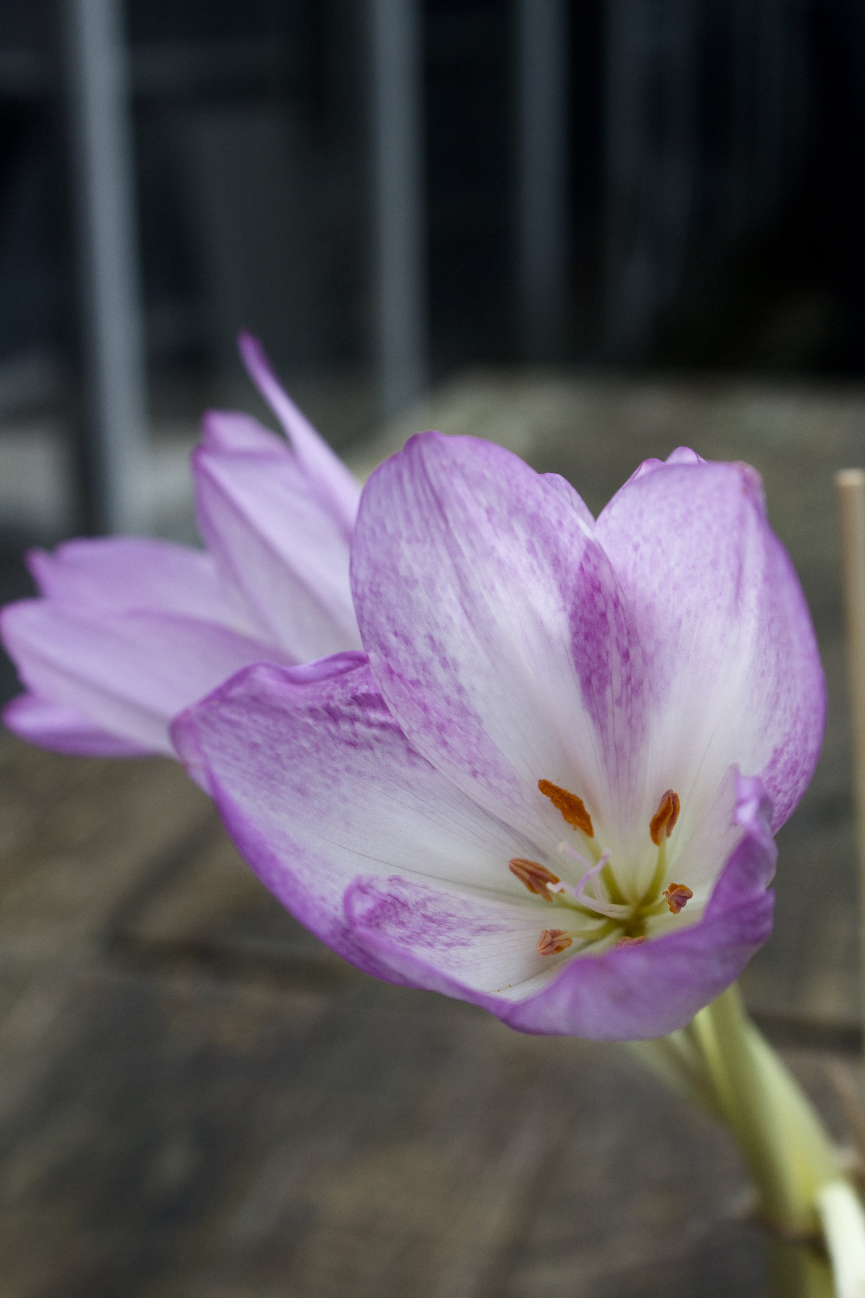  Colchicum Lilac Wonder