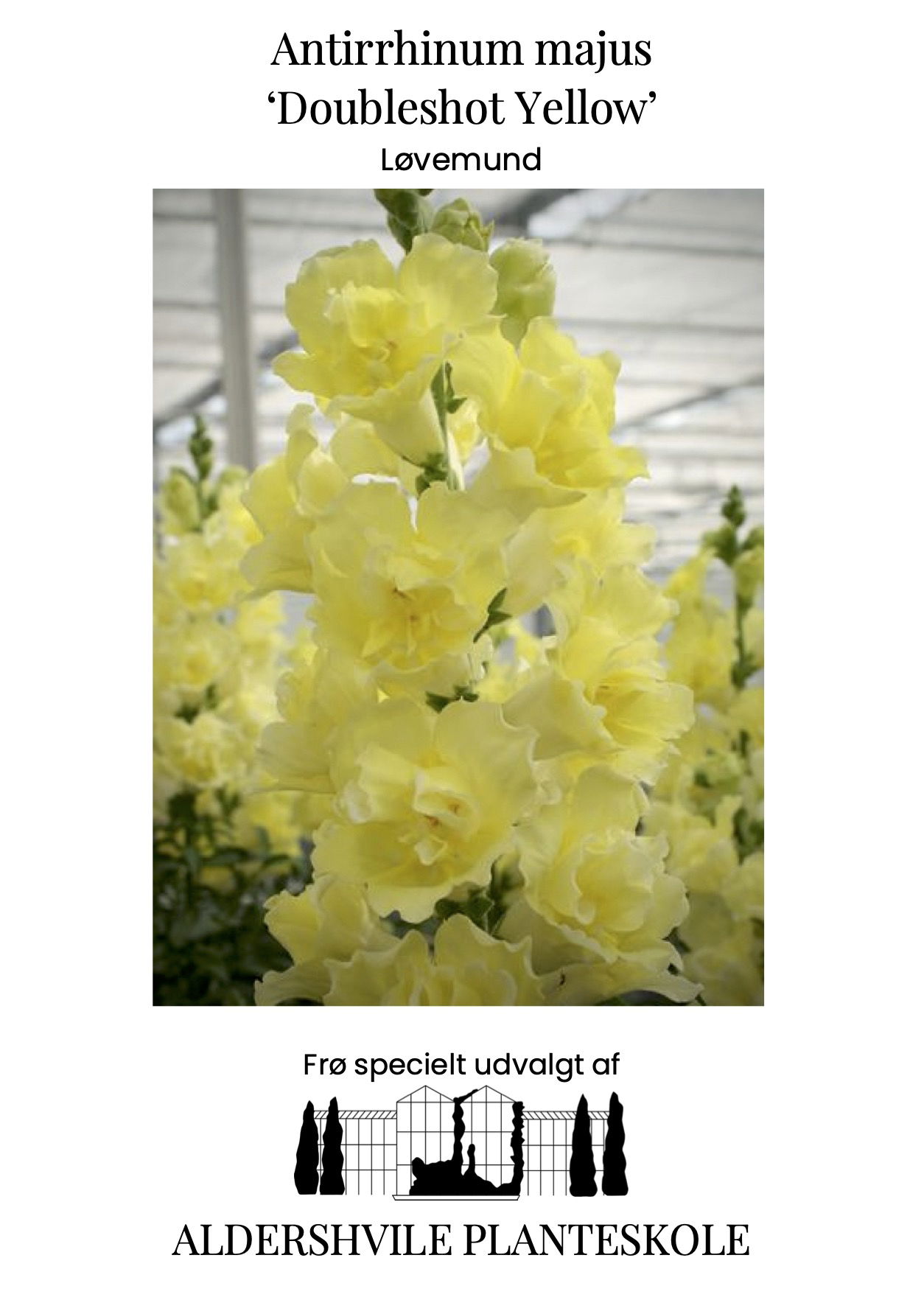 Antirrhinum majus Doubleshot Yellow